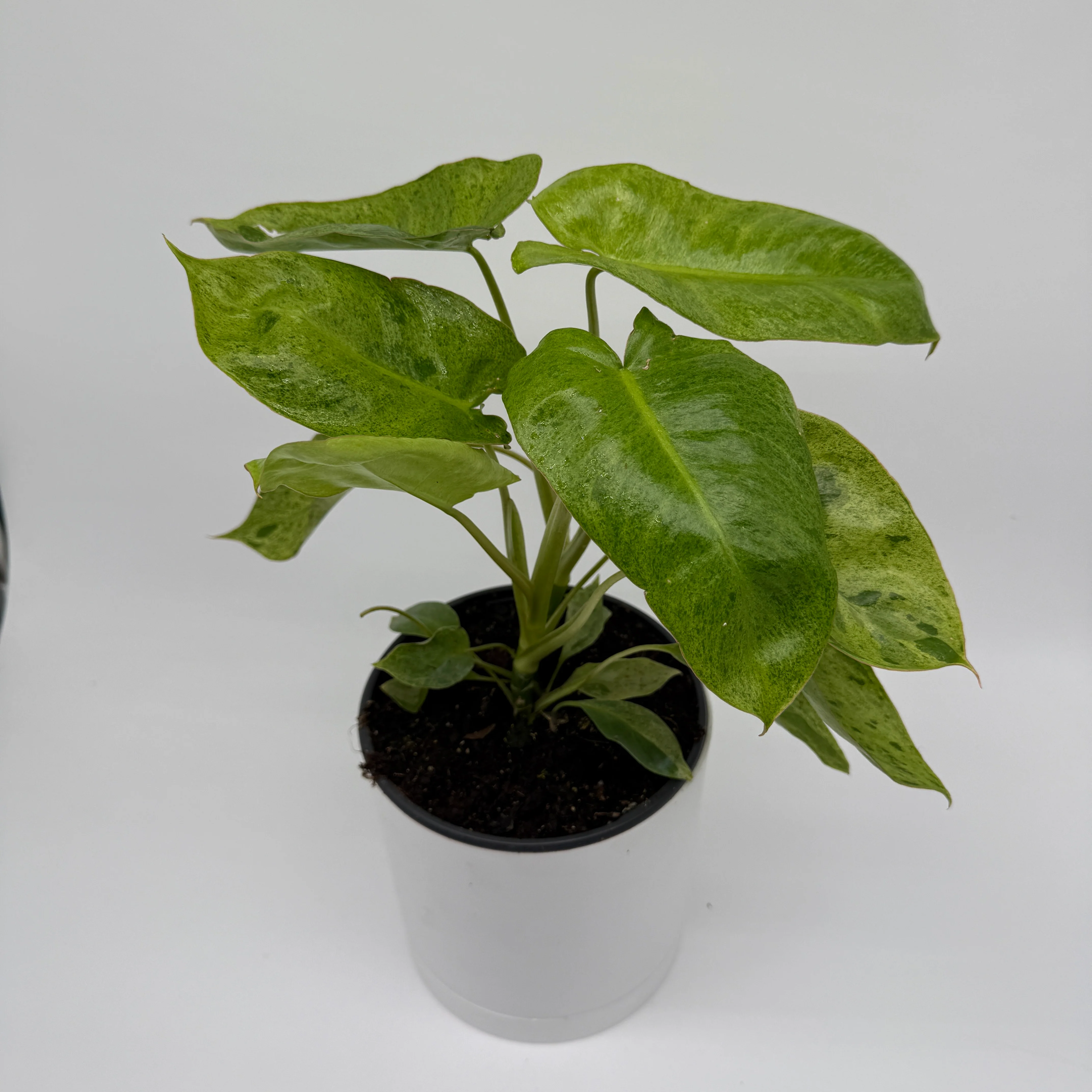 Philodendron Paraiso Verde - Image 3