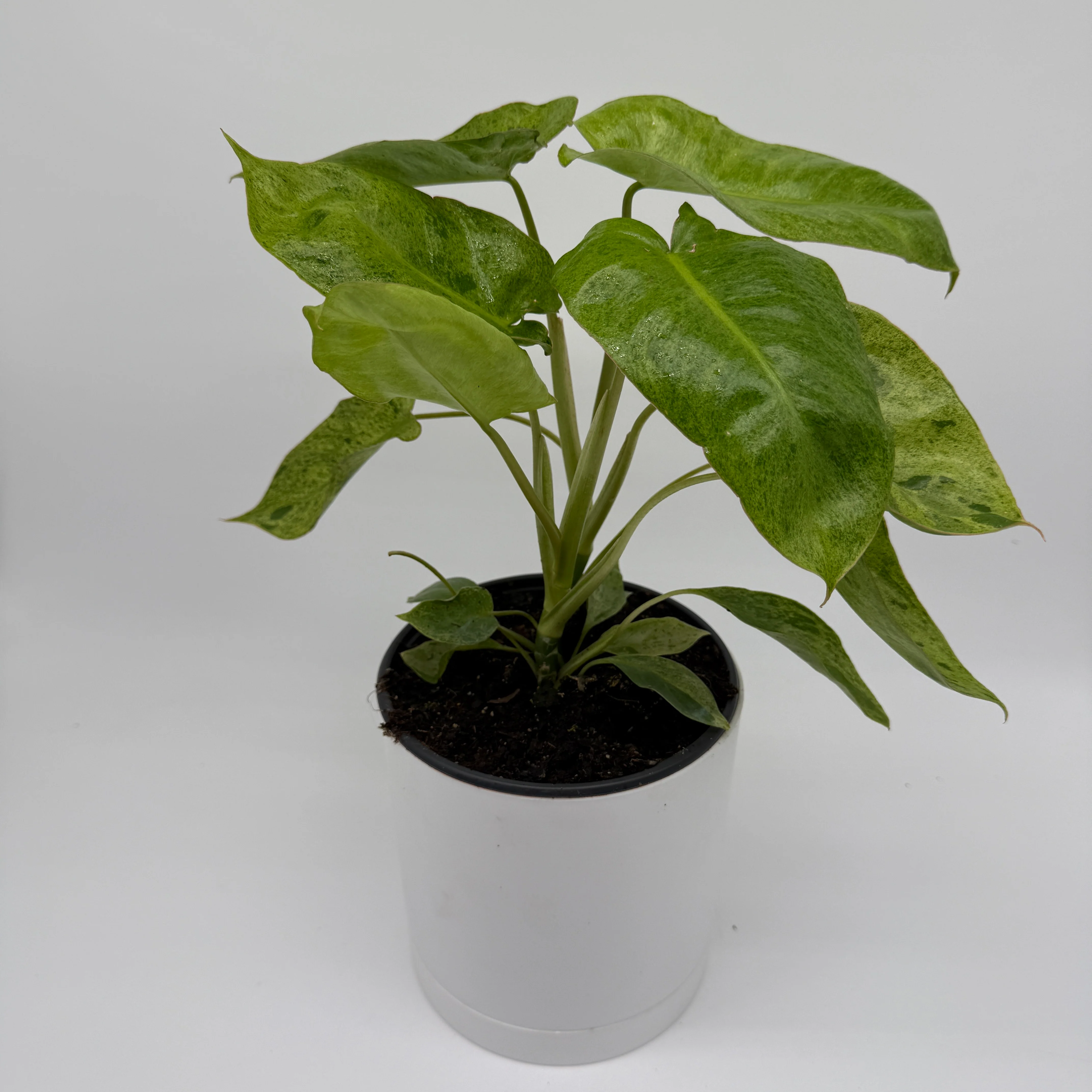 Philodendron Paraiso Verde - Image 4