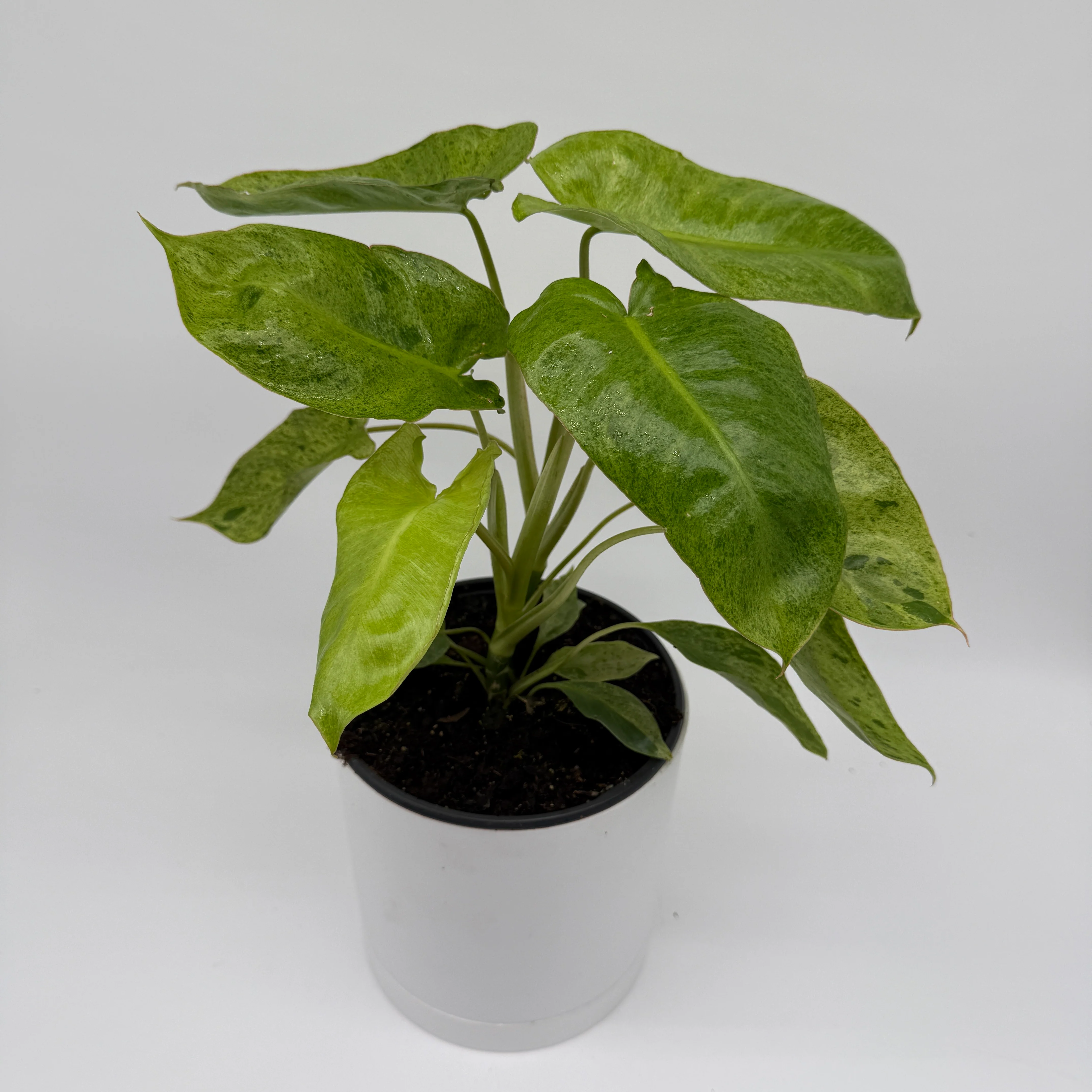 Philodendron Paraiso Verde - Image 5