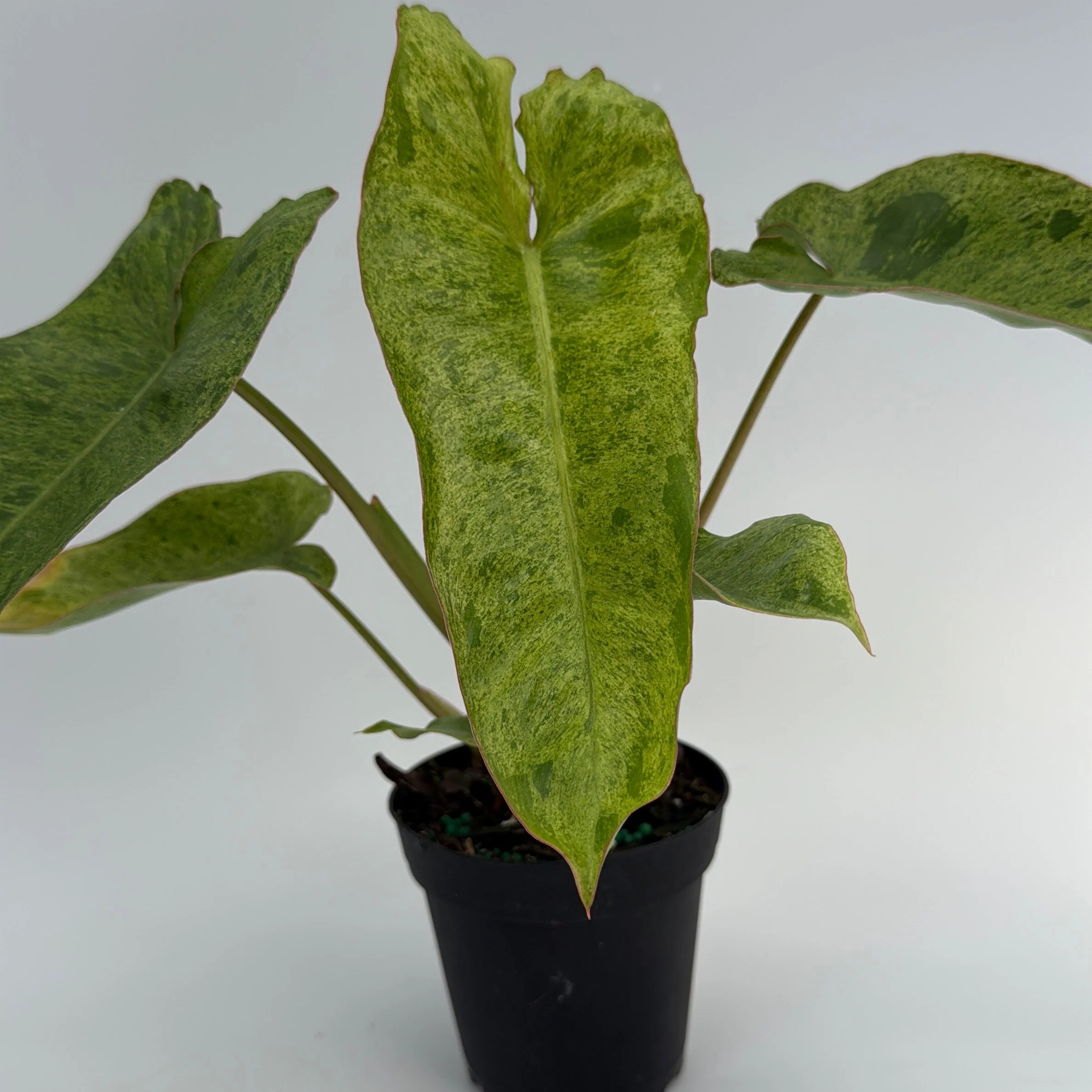 Philodendron Paraiso Verde - Image 6
