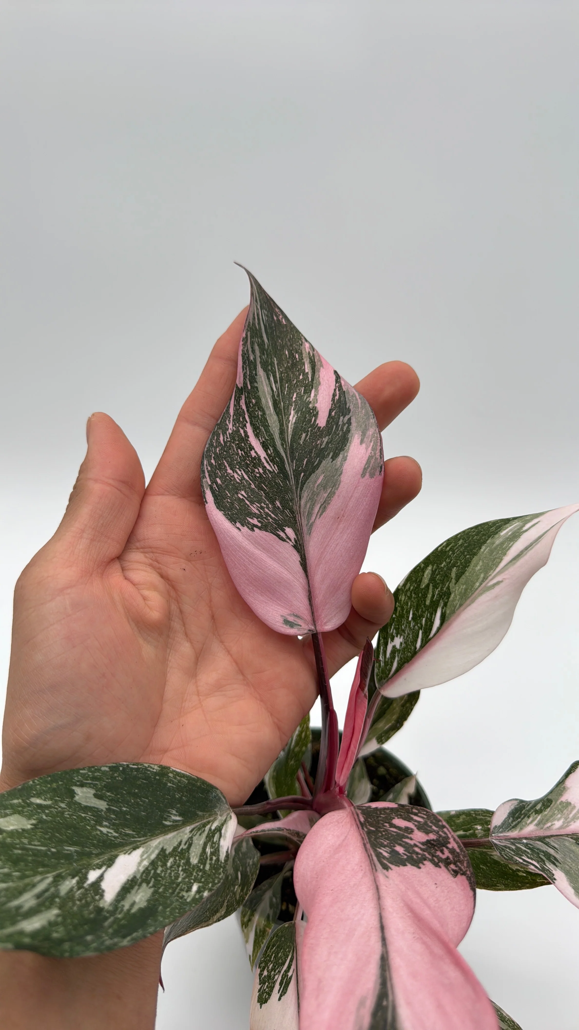 Philodendron Pink Princess Galaxy - Image 2