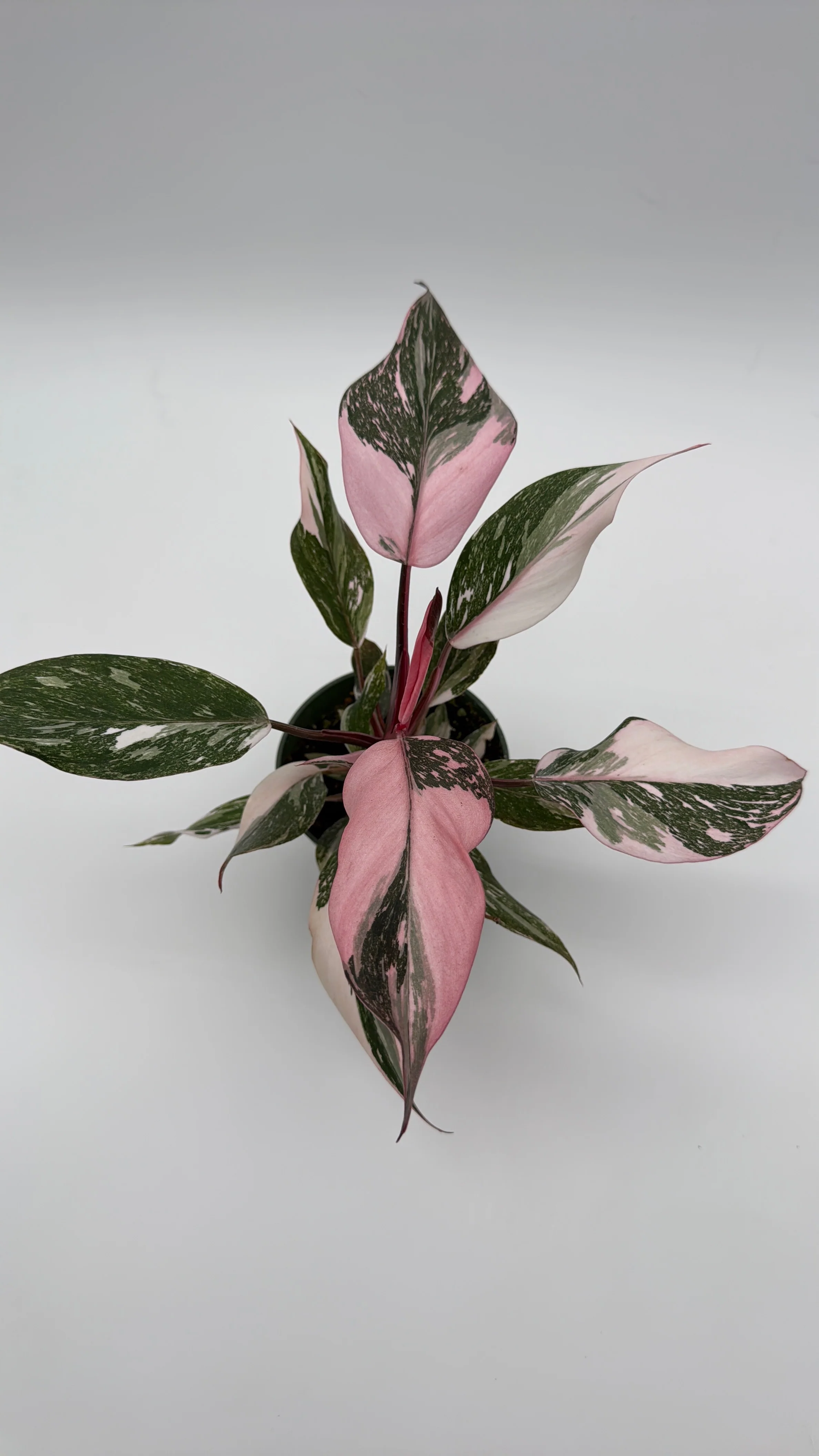 Philodendron Pink Princess Galaxy - Image 3
