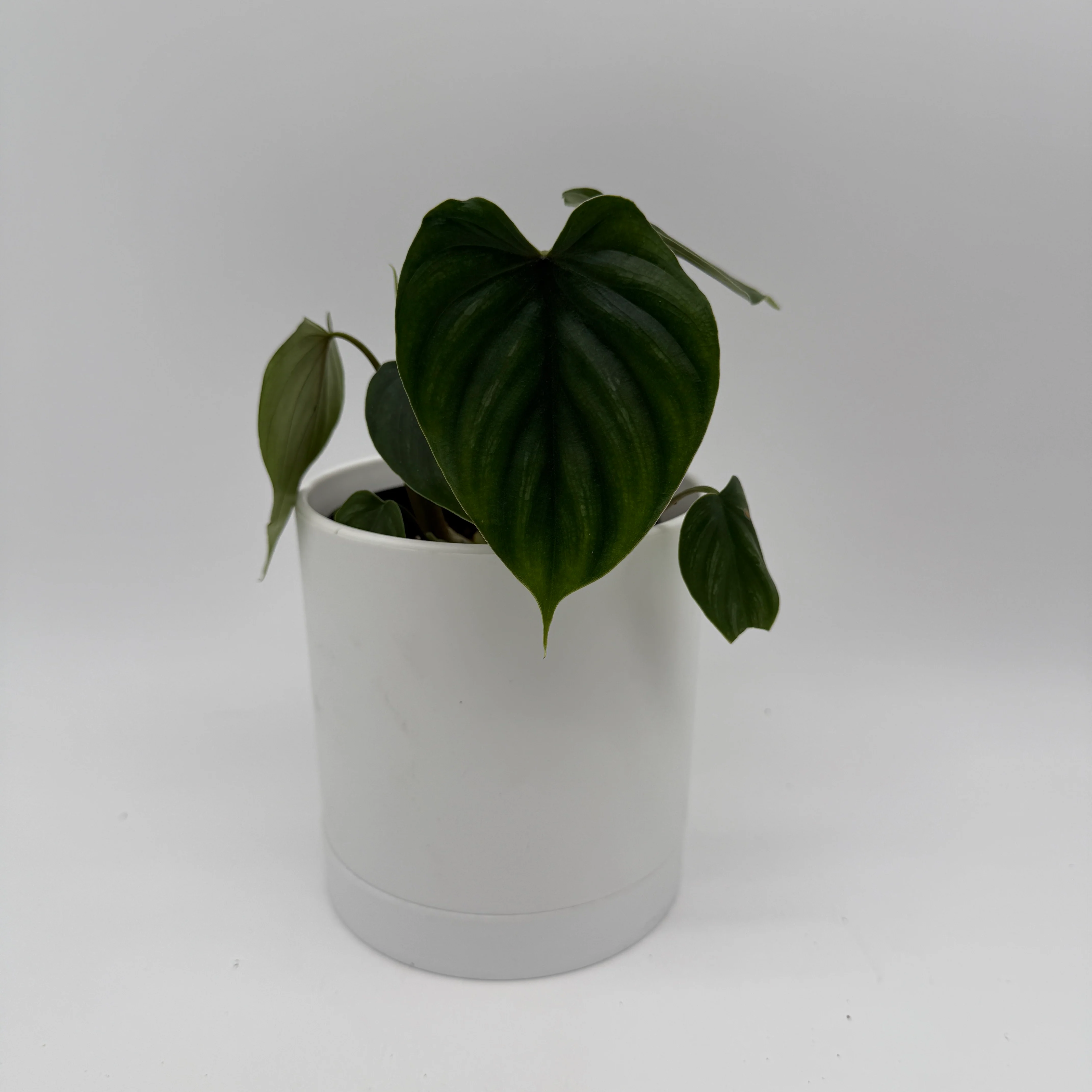Philodendron Plowmanii - Image 2