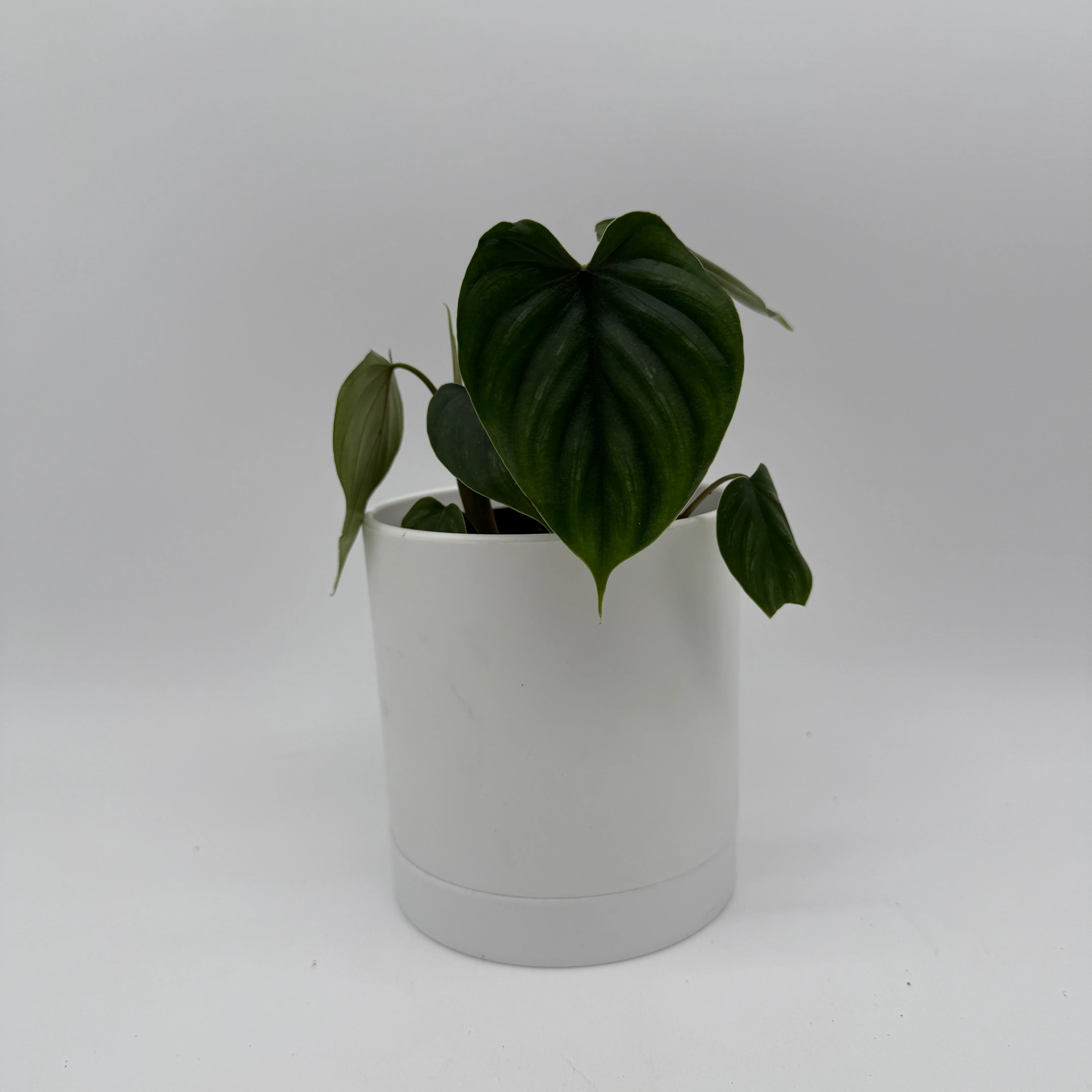 Philodendron Plowmanii - Image 3