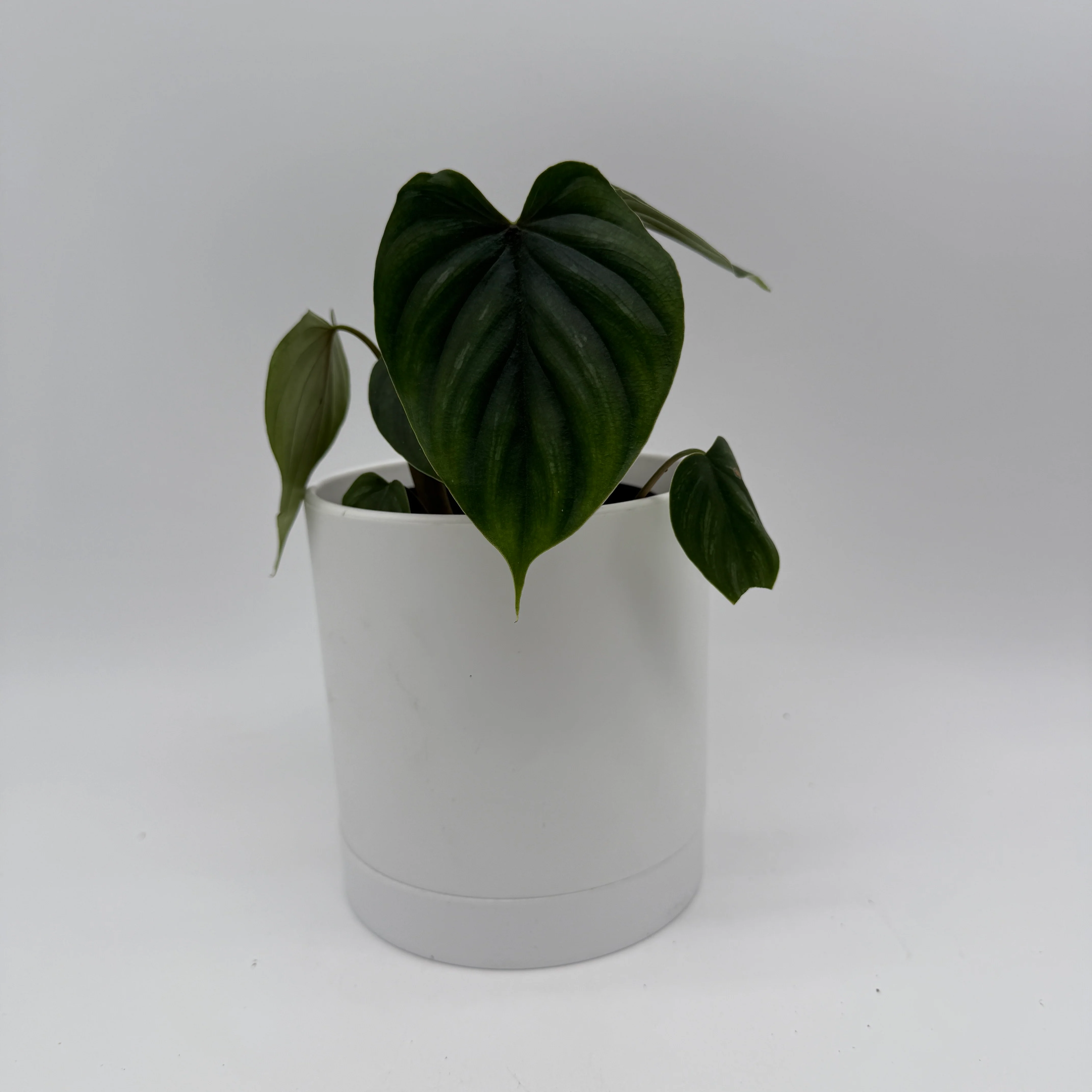 Philodendron Plowmanii - Image 4