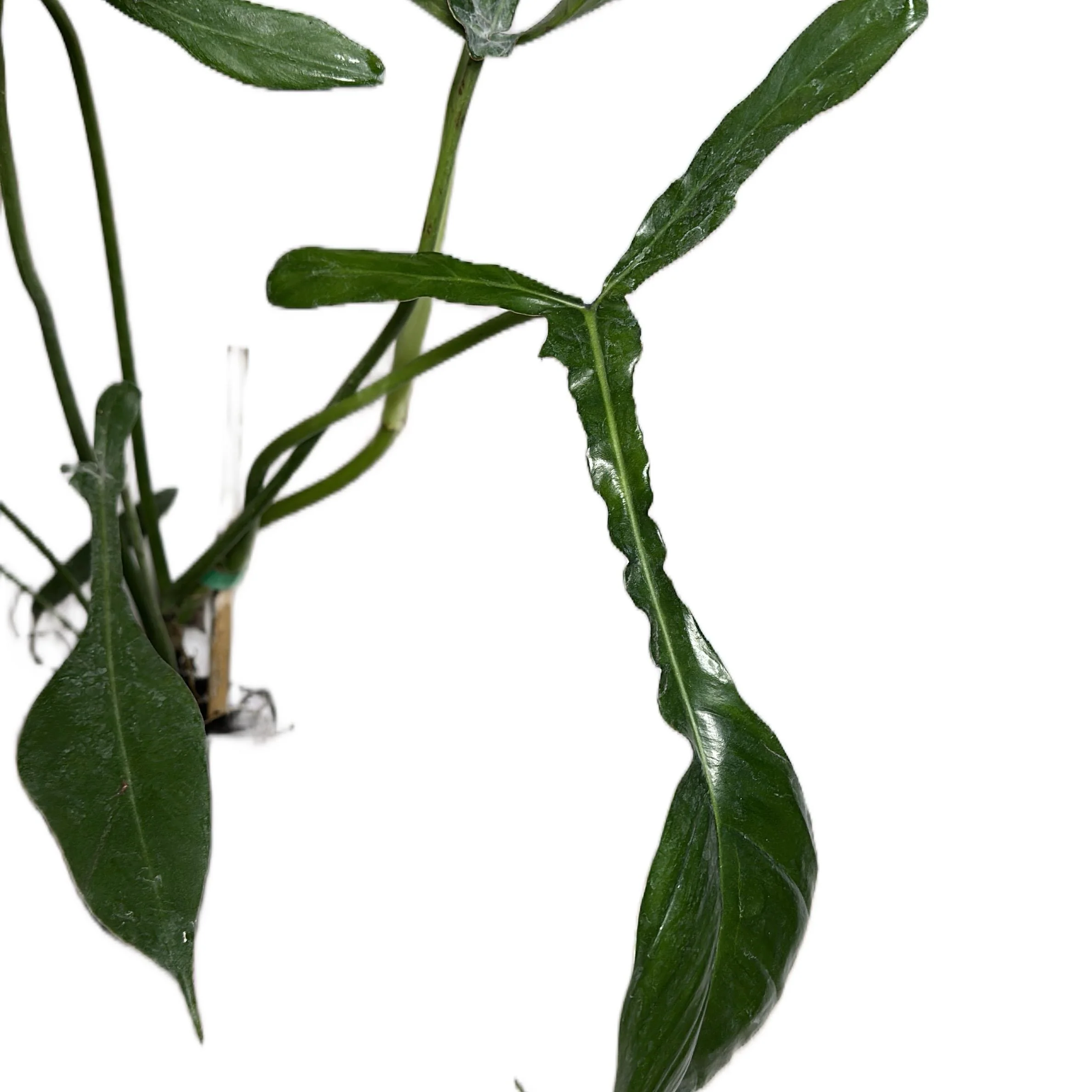 Philodendron Praying Mantis (Philodendron Joepii) - Image 2
