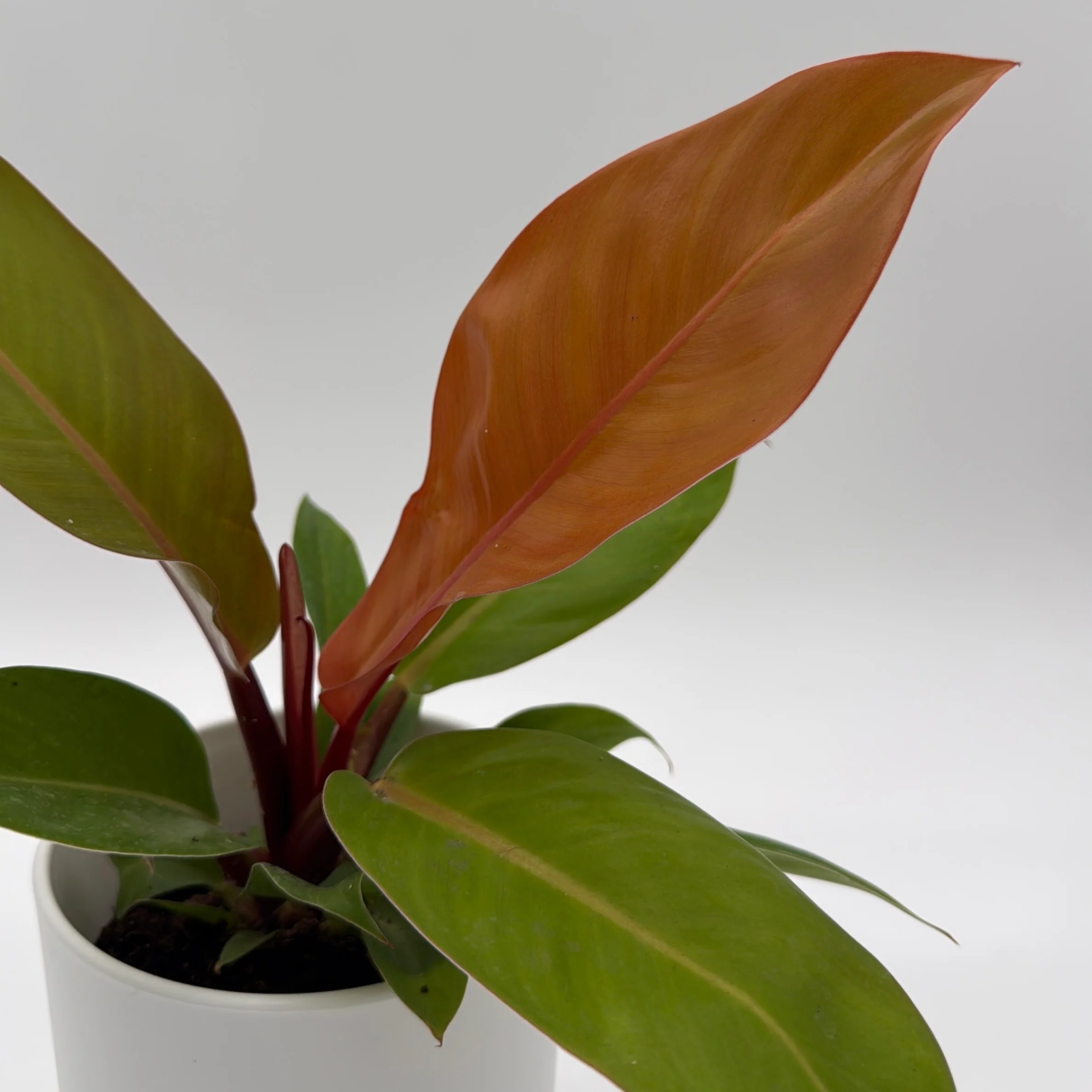 Philodendron 'Prince of Orange' - Image 10