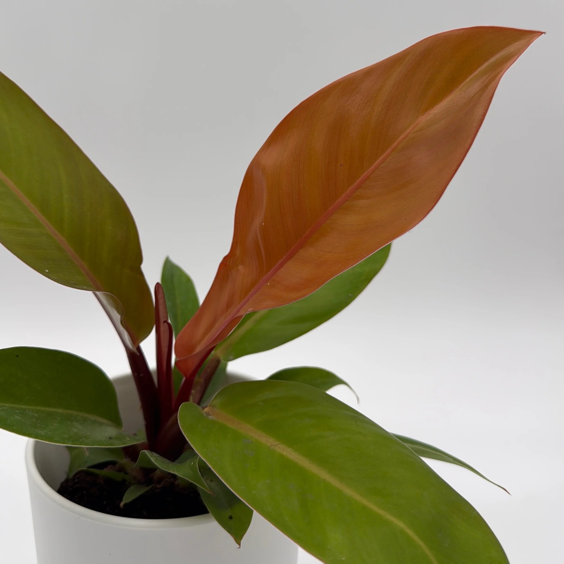 Philodendron 'Prince of Orange' - Image 11