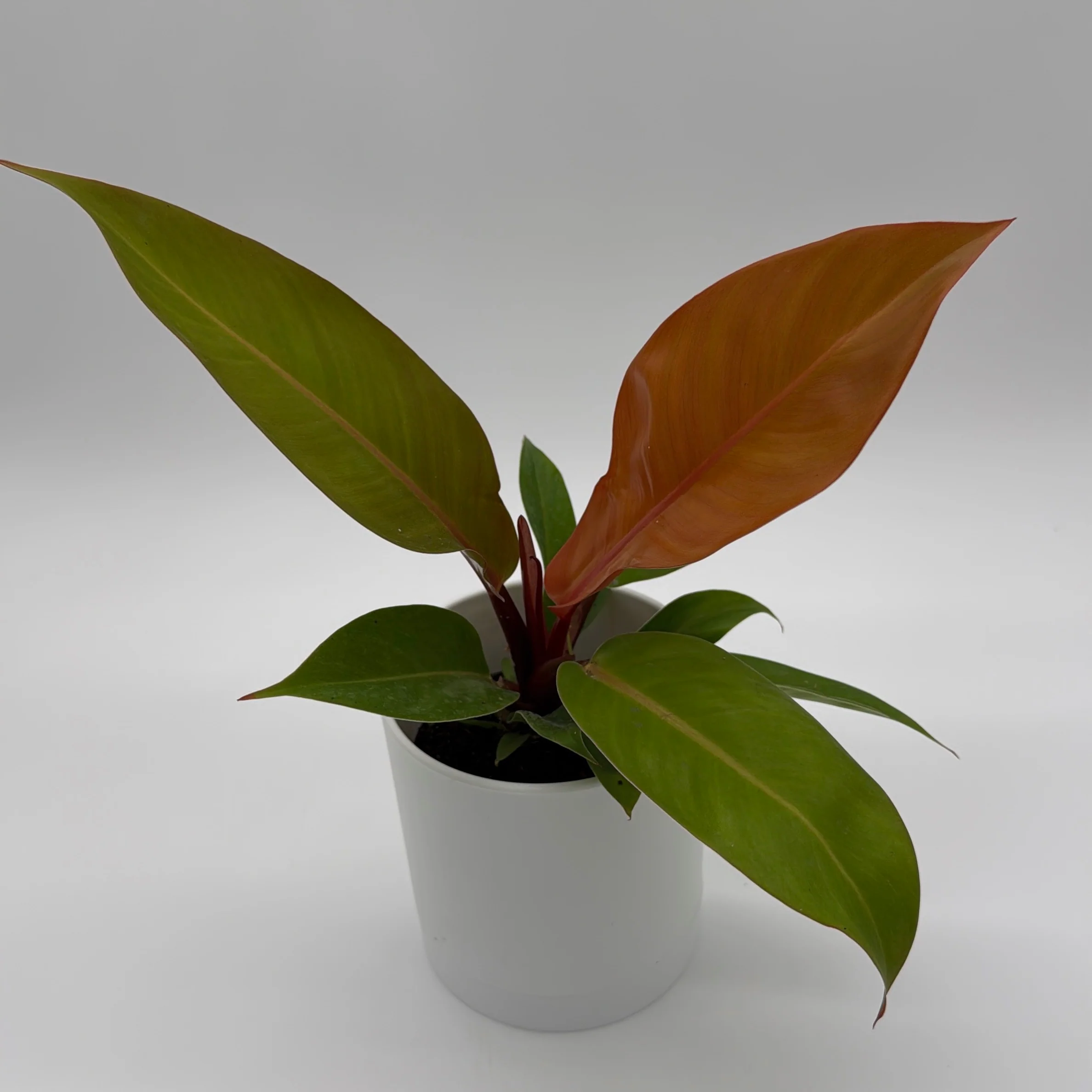 Philodendron 'Prince of Orange' - Image 12