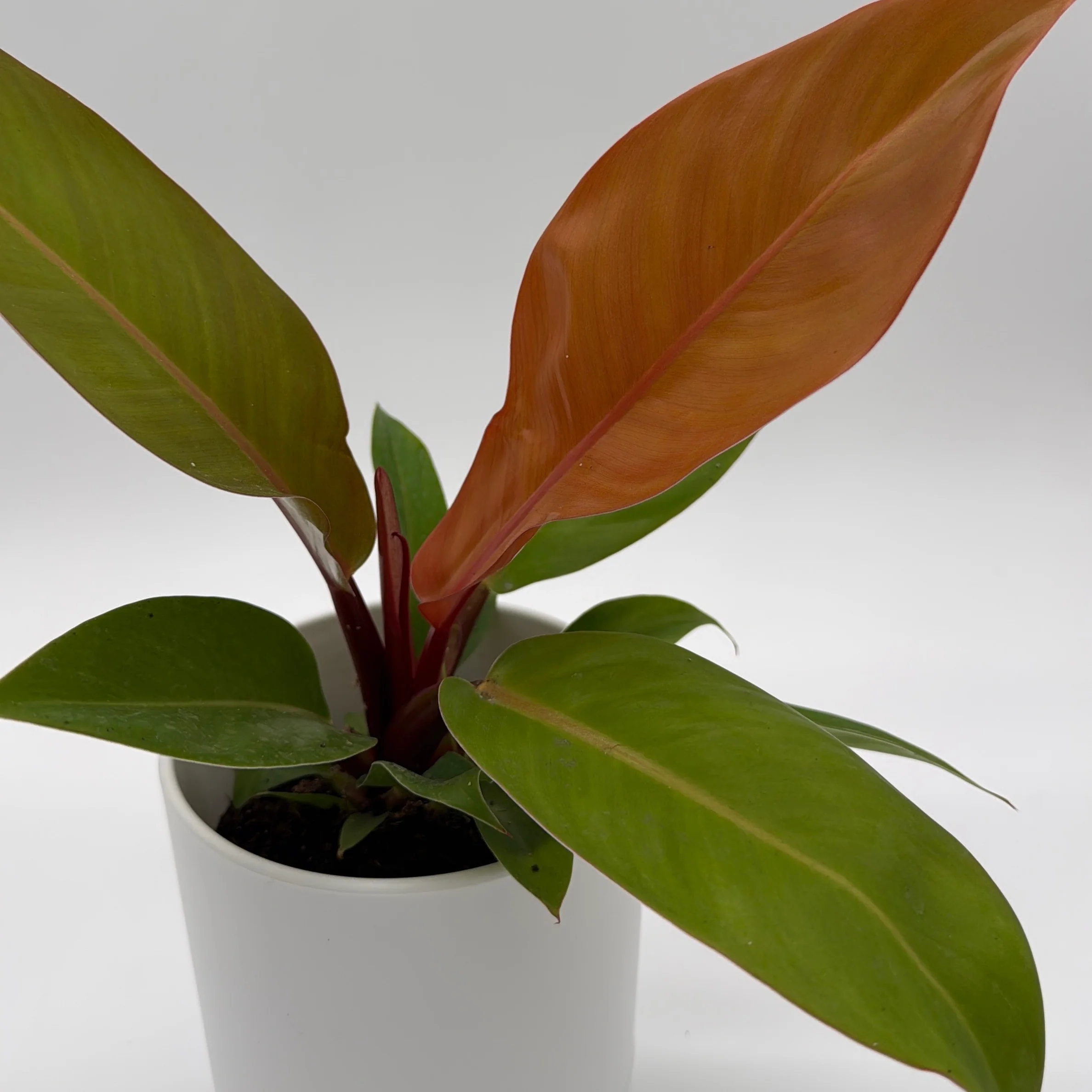 Philodendron 'Prince of Orange' - Image 13