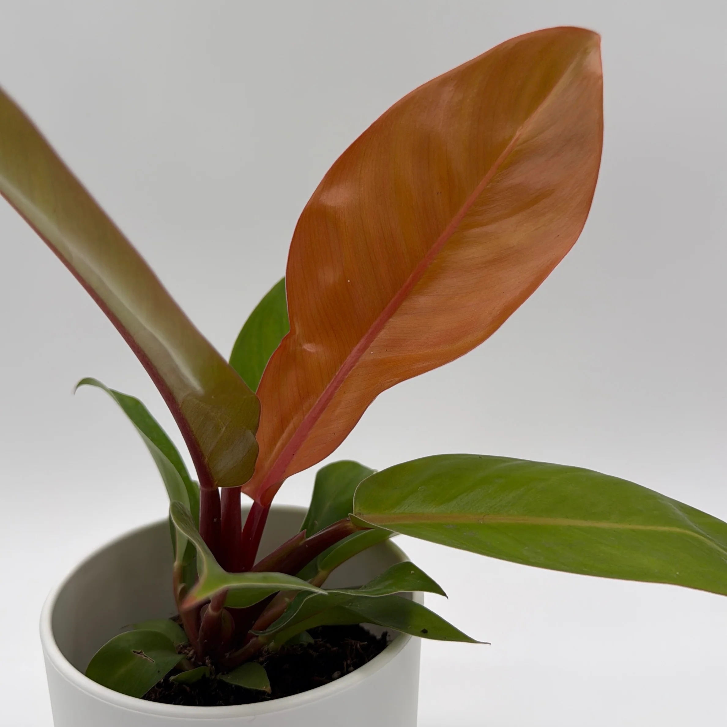 Philodendron 'Prince of Orange' - Image 14