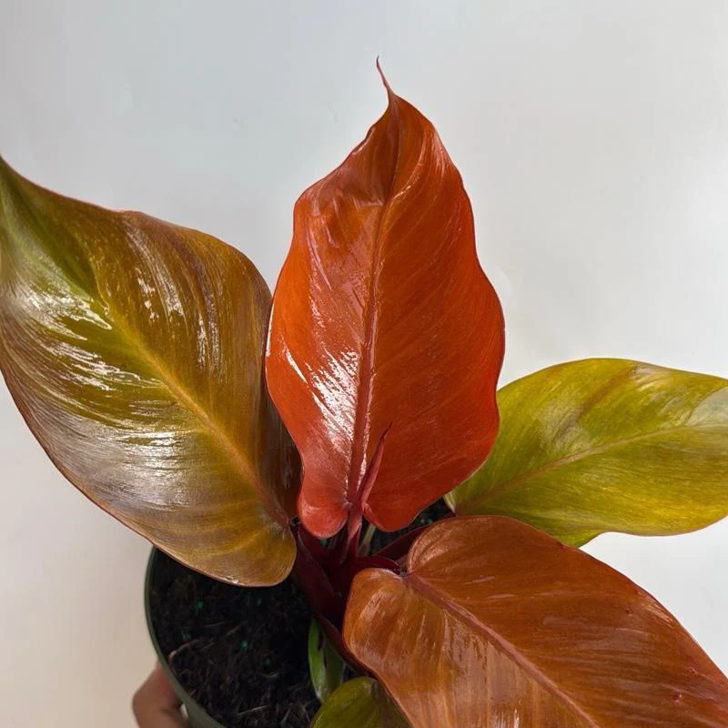 Philodendron 'Prince of Orange' - Image 3