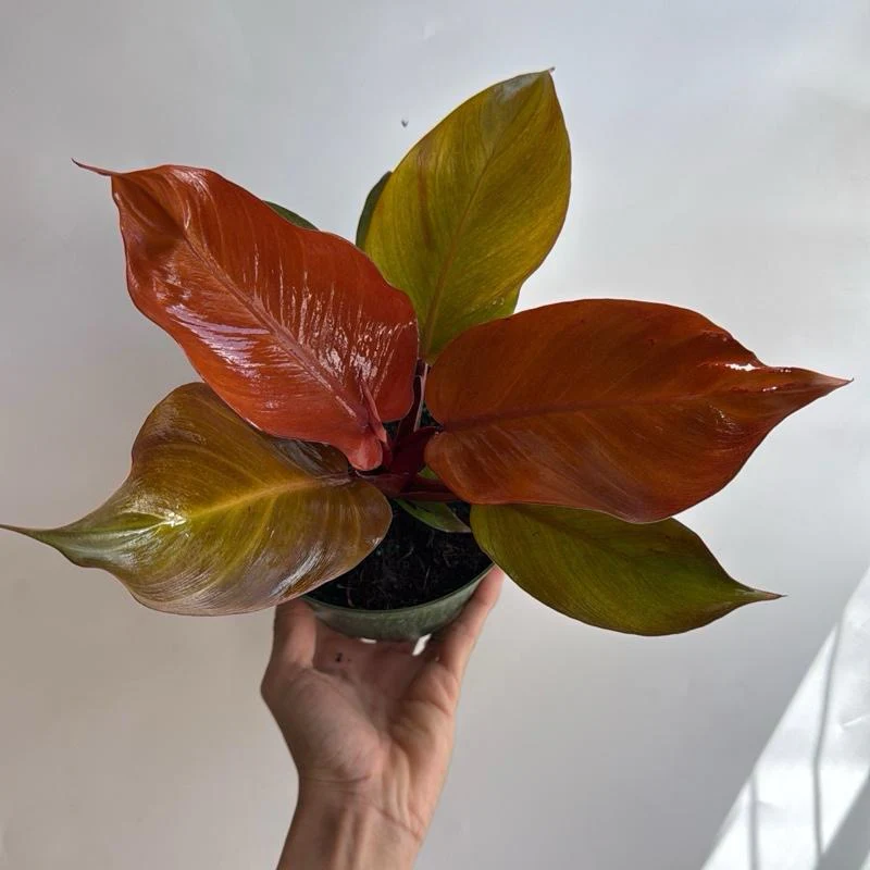 Philodendron 'Prince of Orange' - Image 4