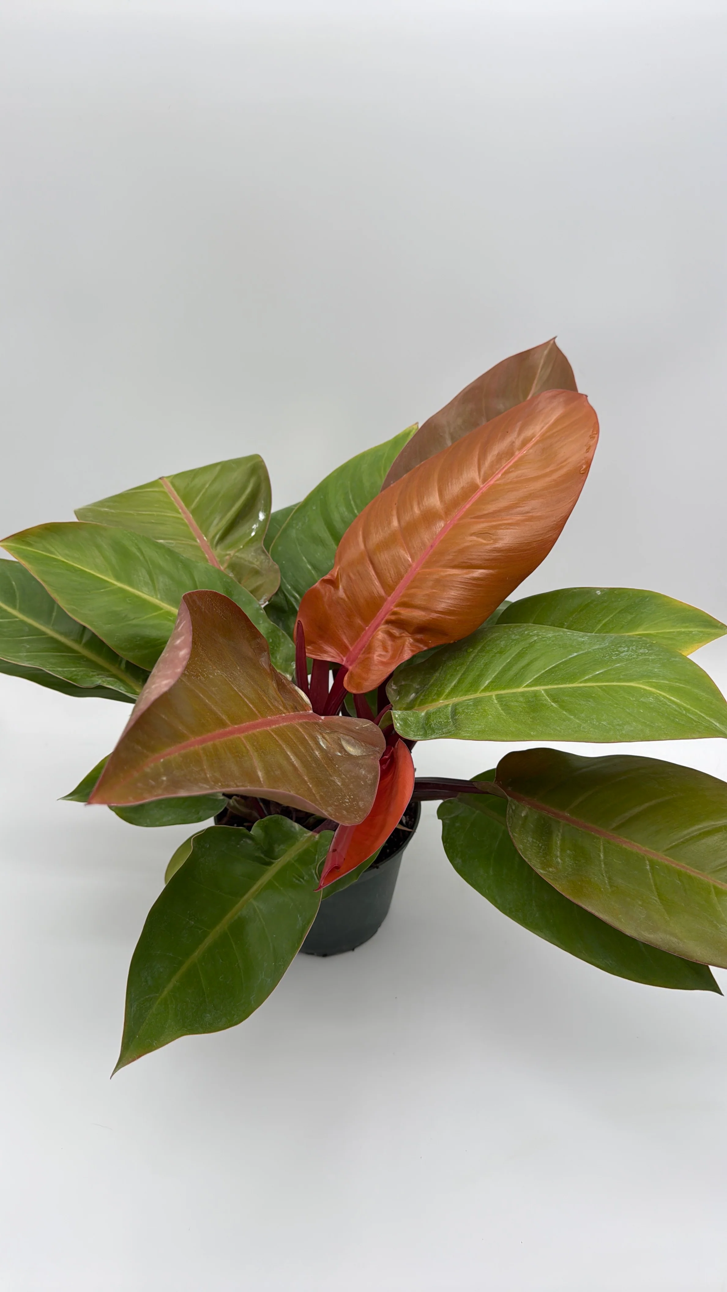 Philodendron 'Prince of Orange' - Image 5