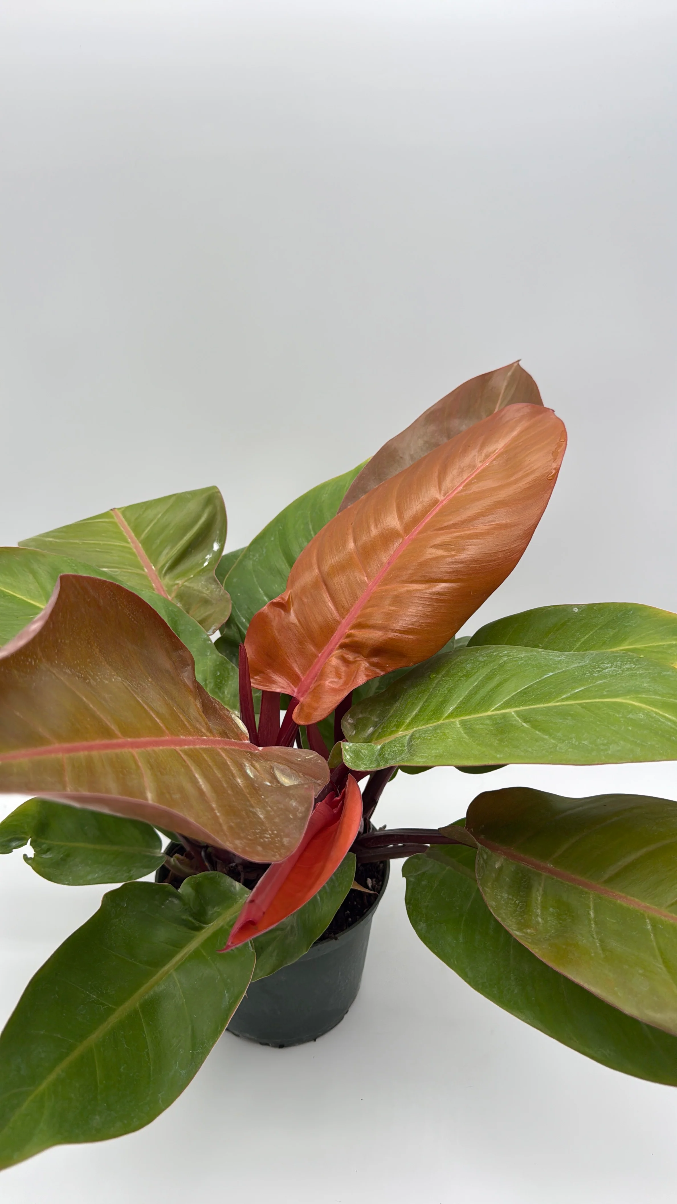 Philodendron 'Prince of Orange' - Image 6