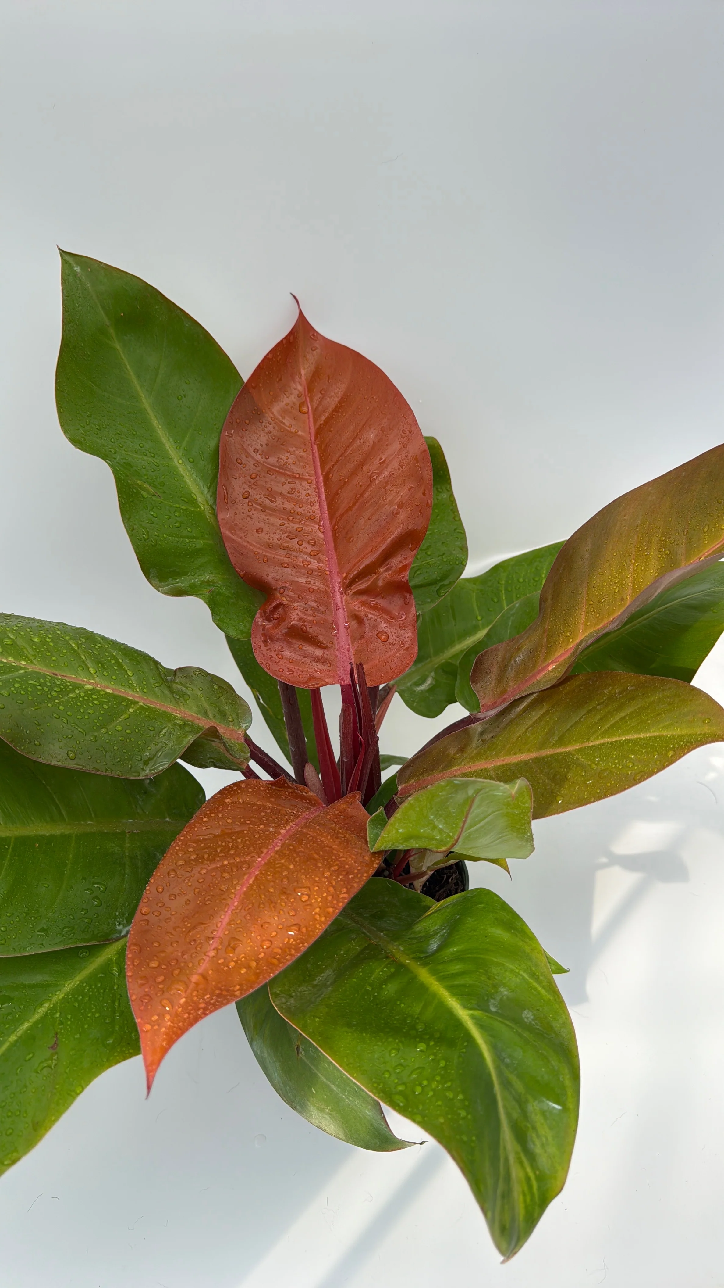 Philodendron 'Prince of Orange' - Image 7
