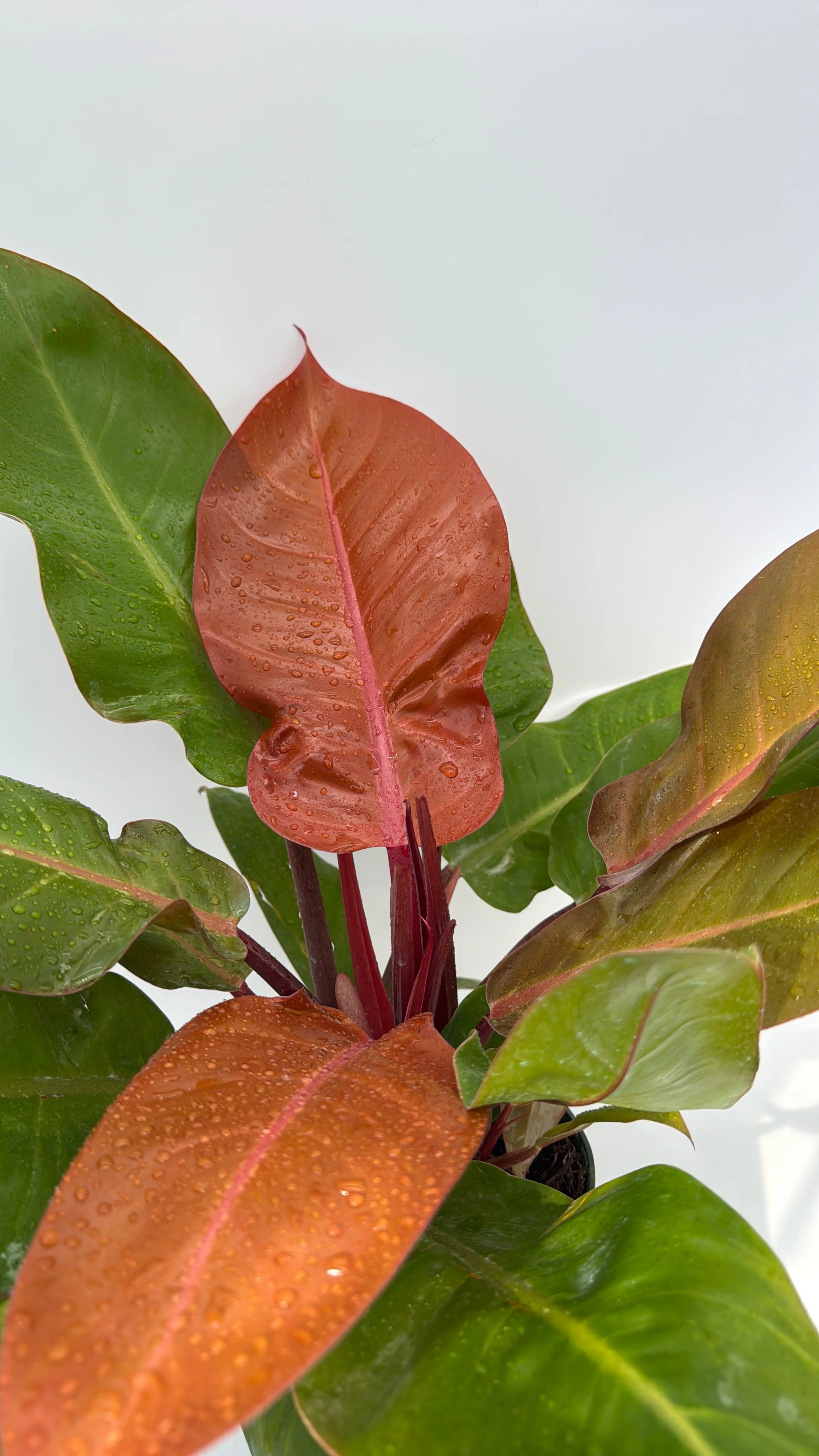 Philodendron 'Prince of Orange' - Image 8