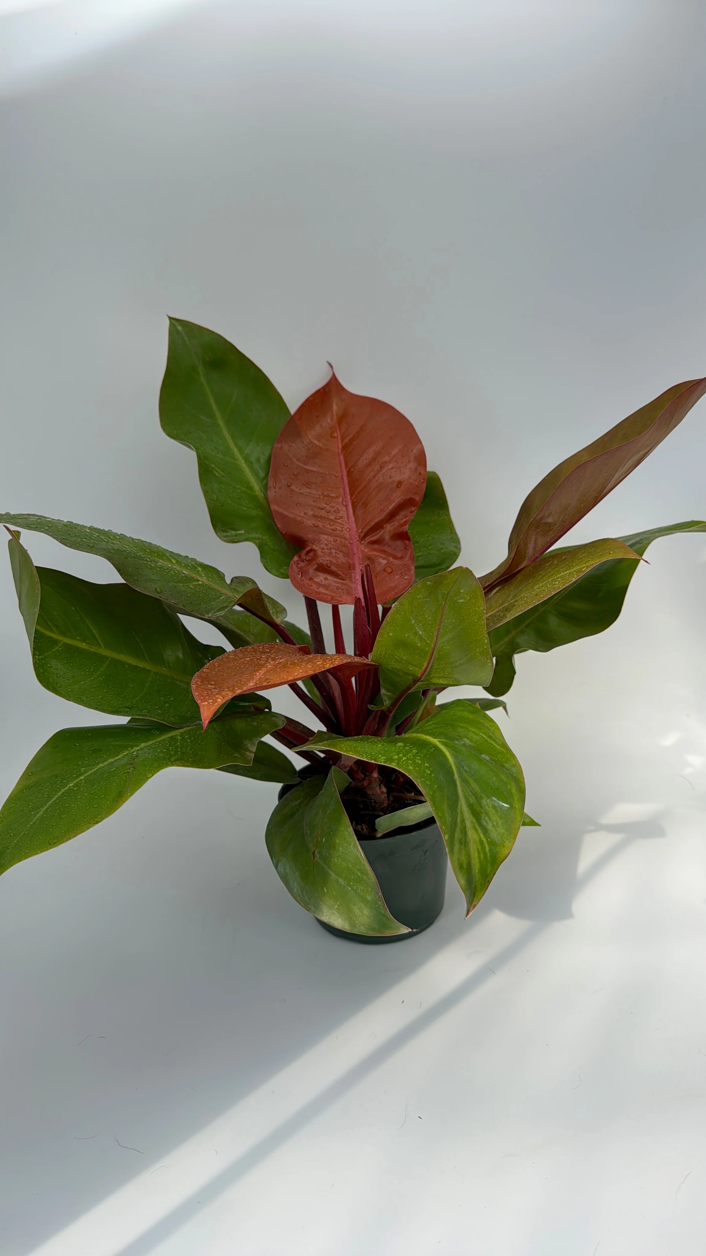 Philodendron 'Prince of Orange' - Image 9