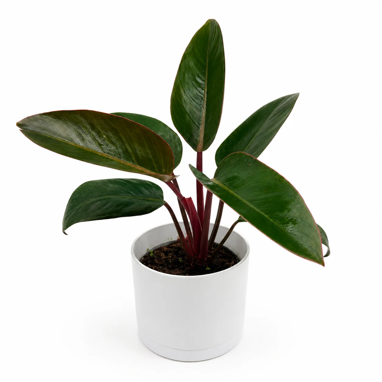Philodendron ‘Red Congo’ - Image 2