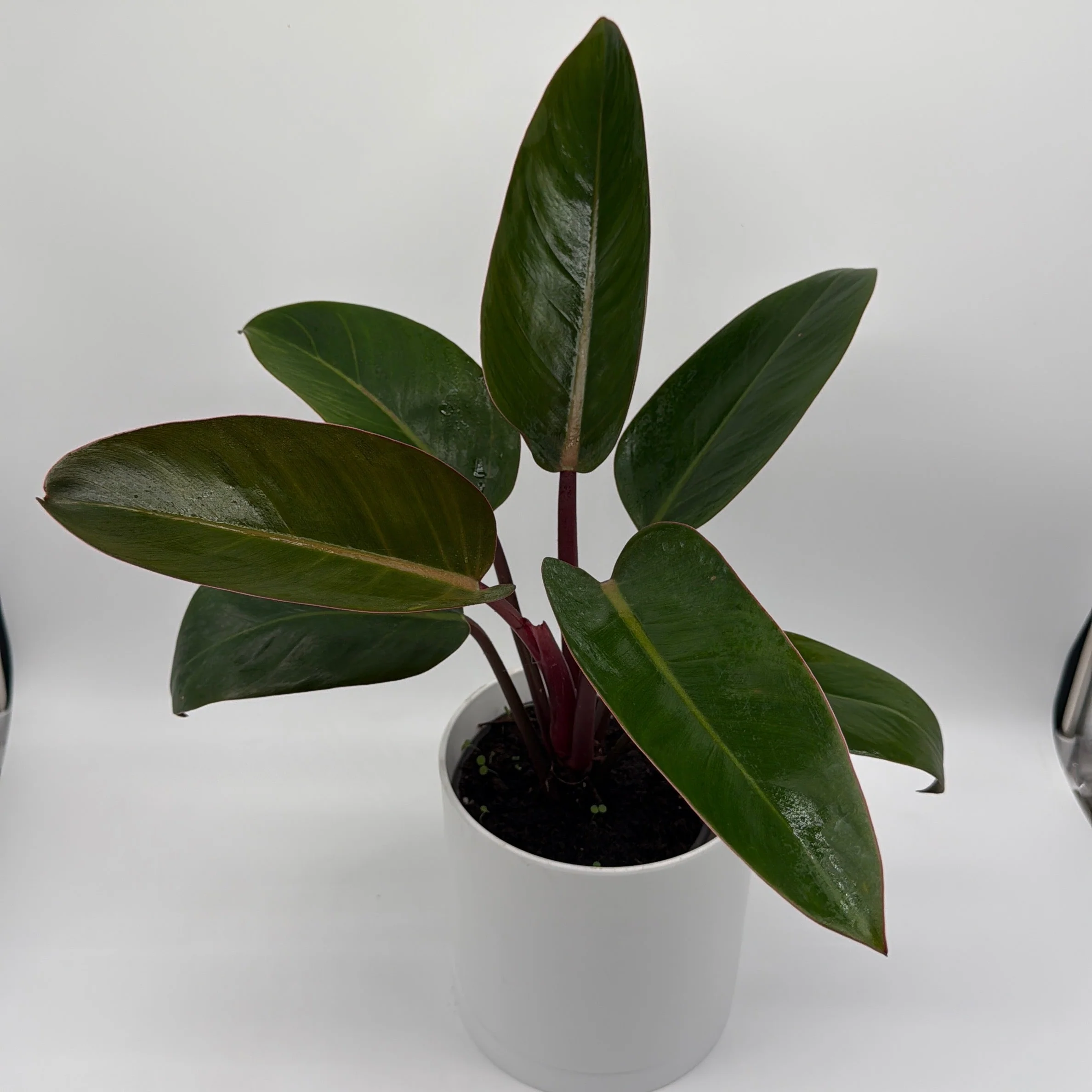 Philodendron ‘Red Congo’ - Image 3