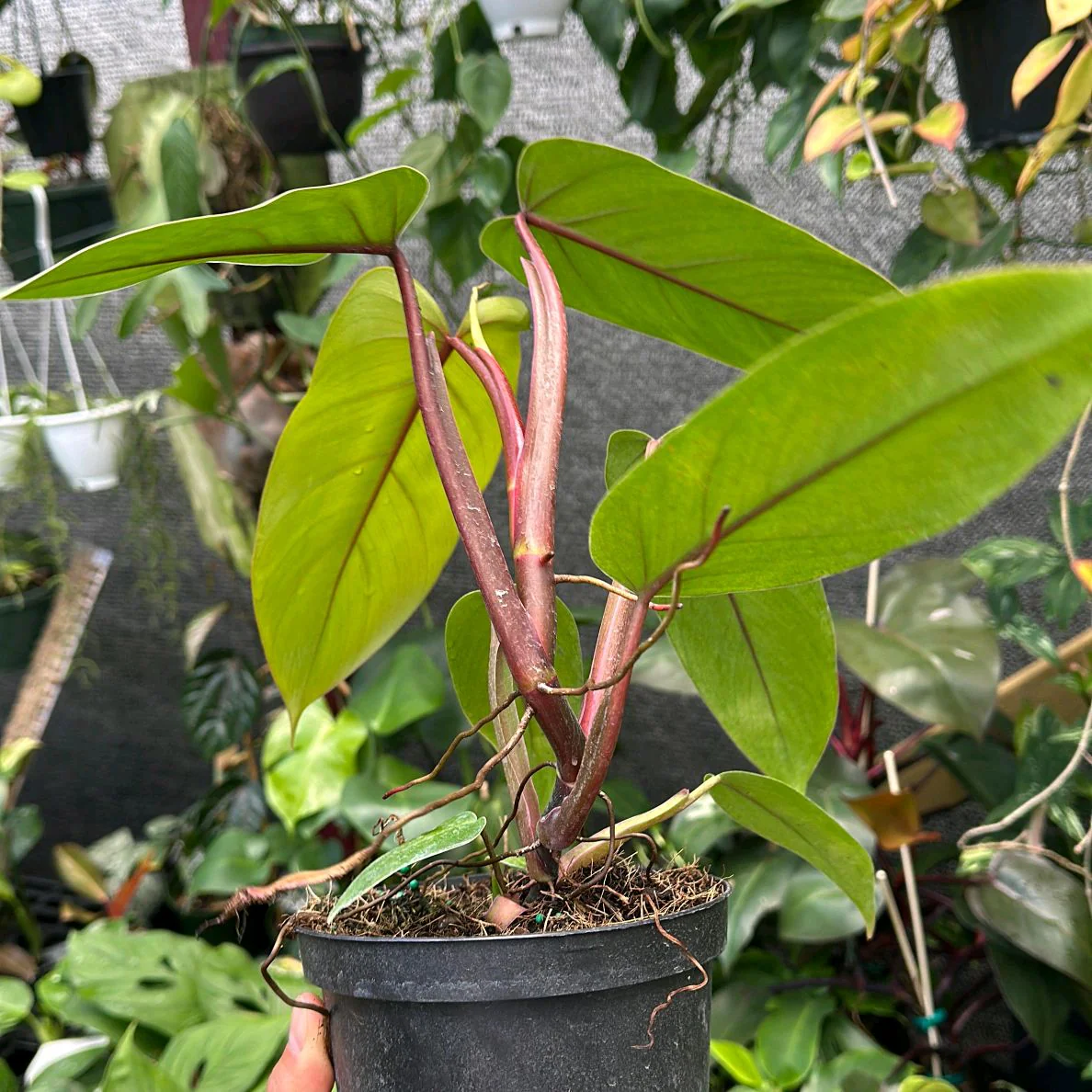 Philodendron Red Emerald - Image 3