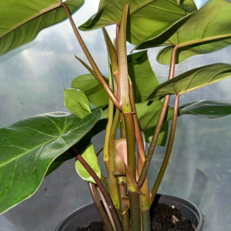 Philodendron Red Emerald - Image 4