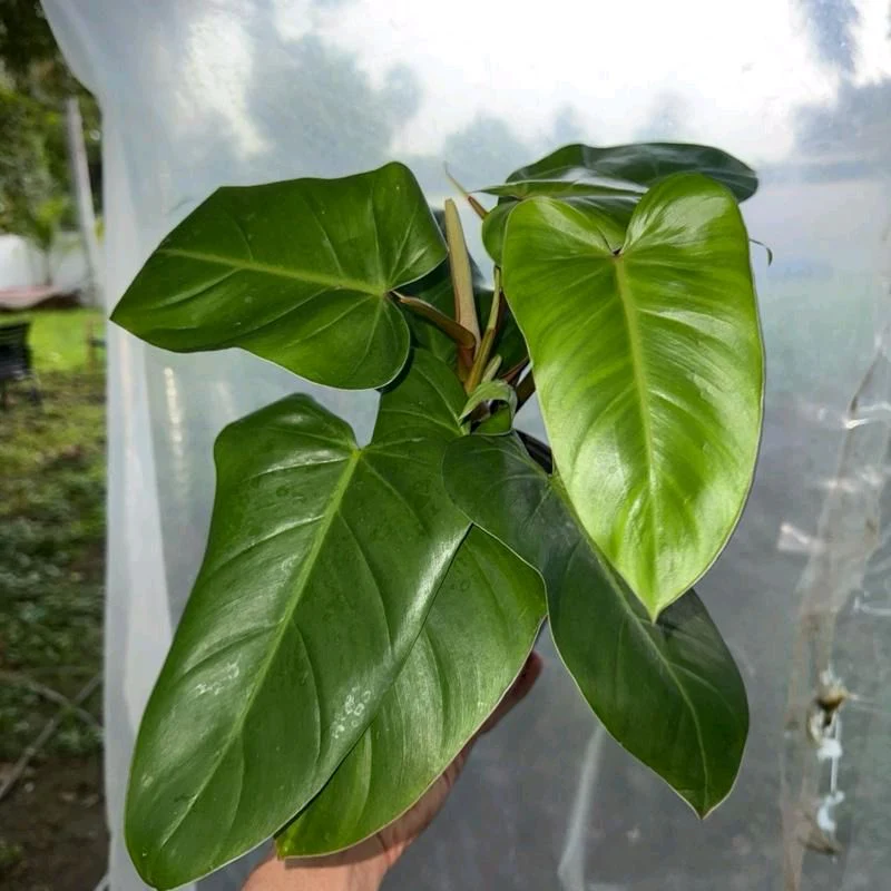 Philodendron Red Emerald - Image 5