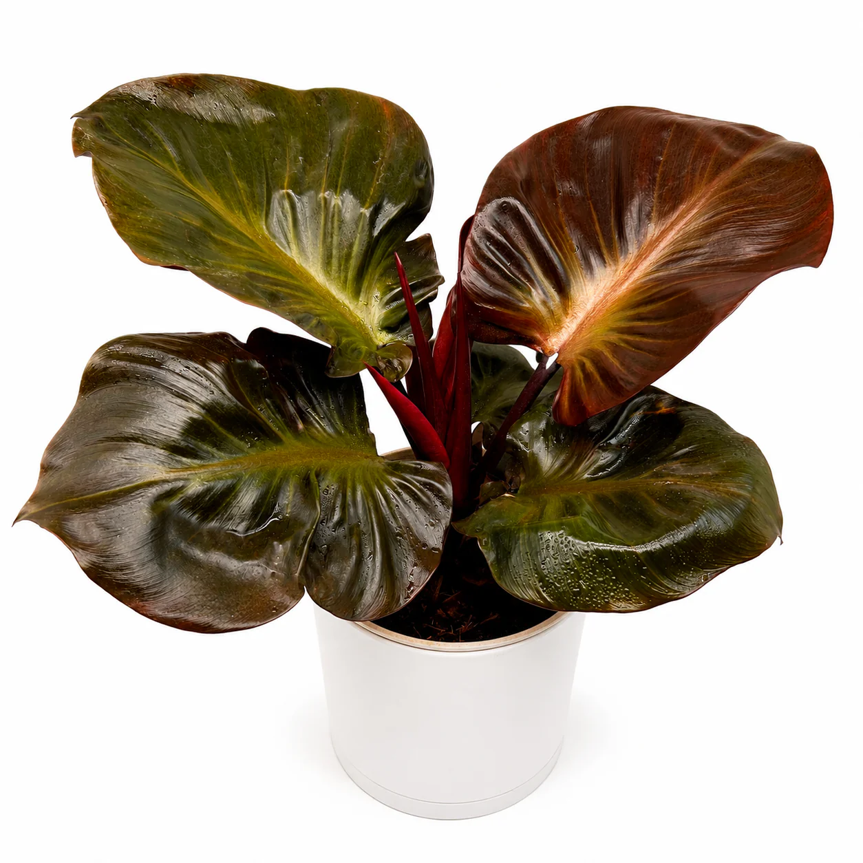 Philodendron Red Heart - Image 2