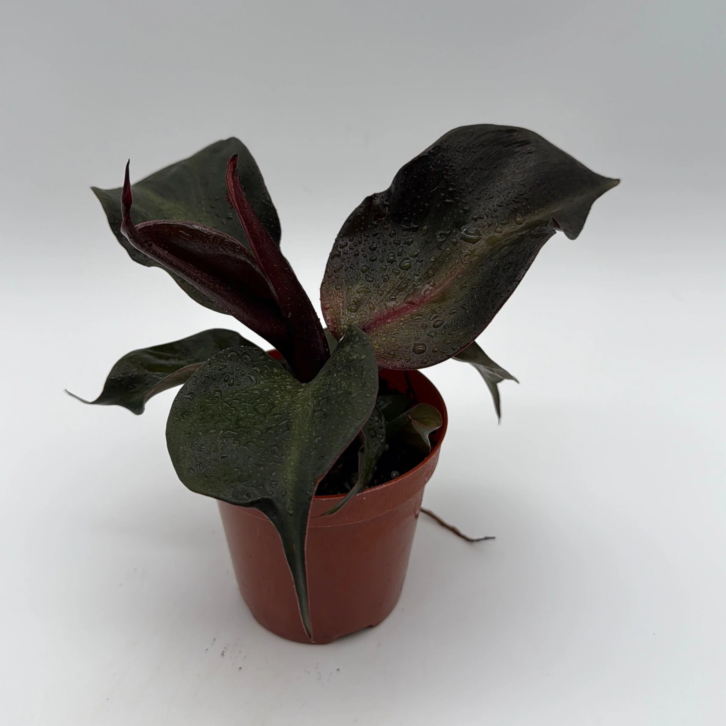 Philodendron Red Heart - Image 4