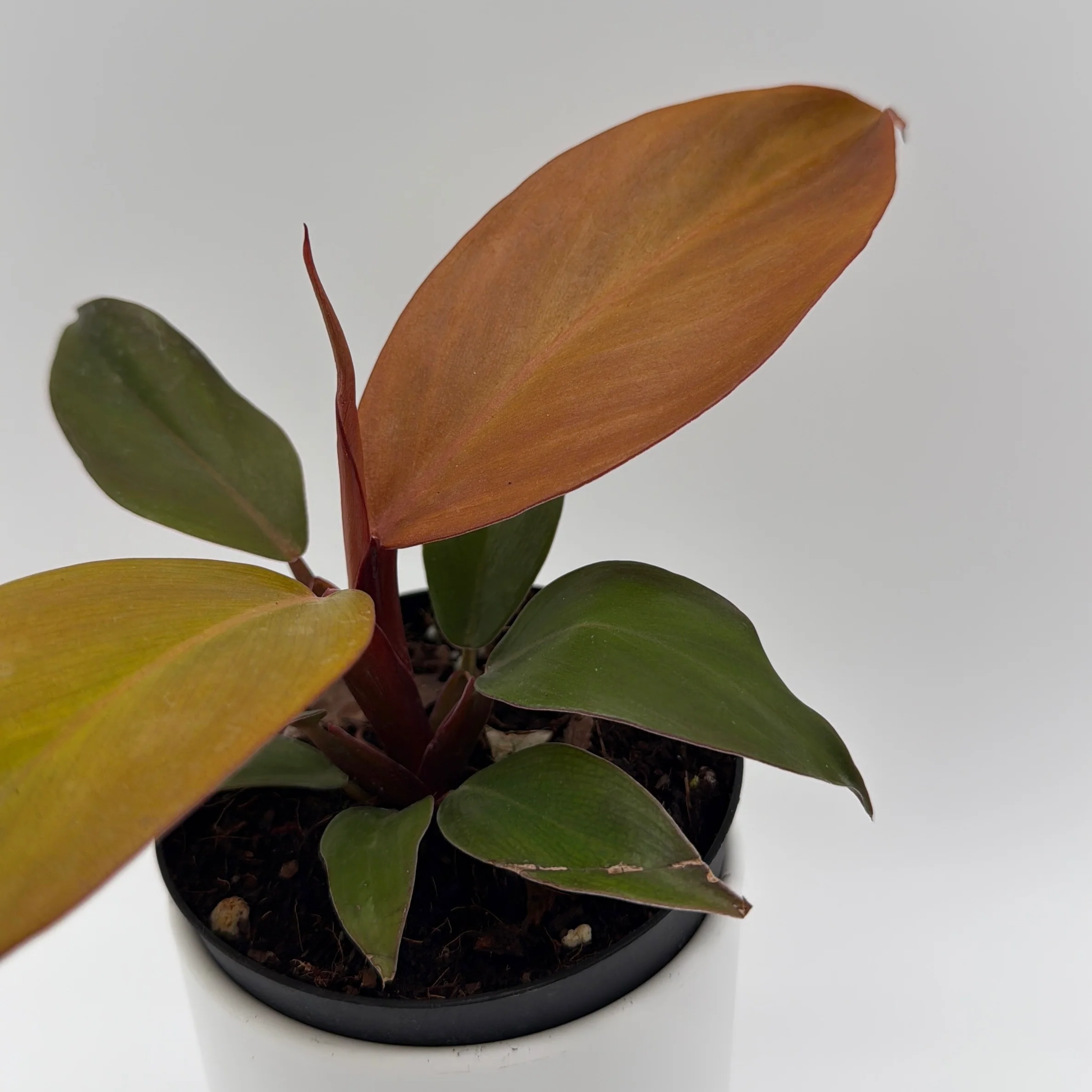 Philodendron 'Red Sun' - Image 3