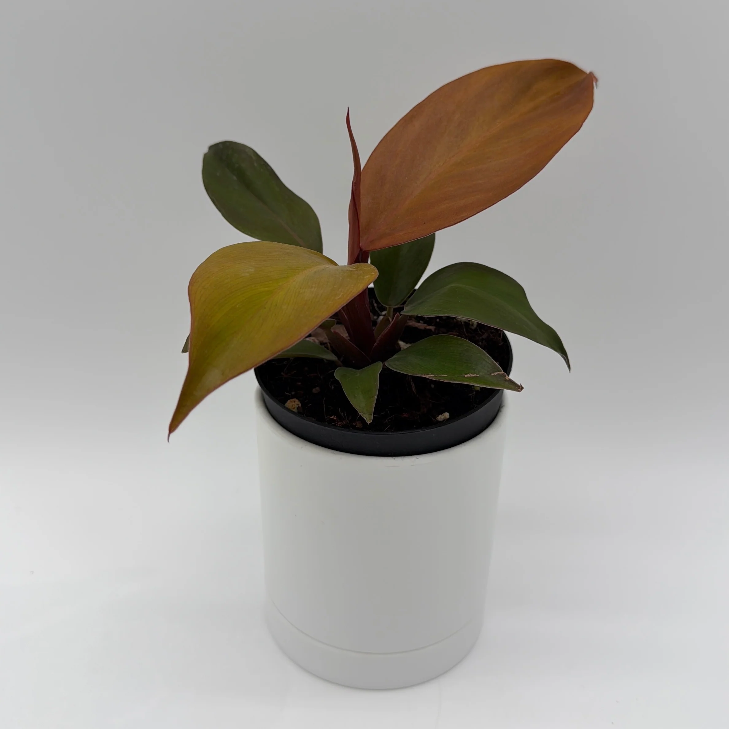 Philodendron 'Red Sun' - Image 4
