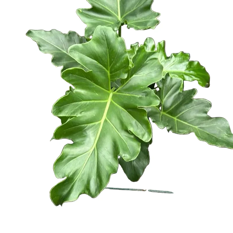 Philodendron Revolution Xl - Image 2