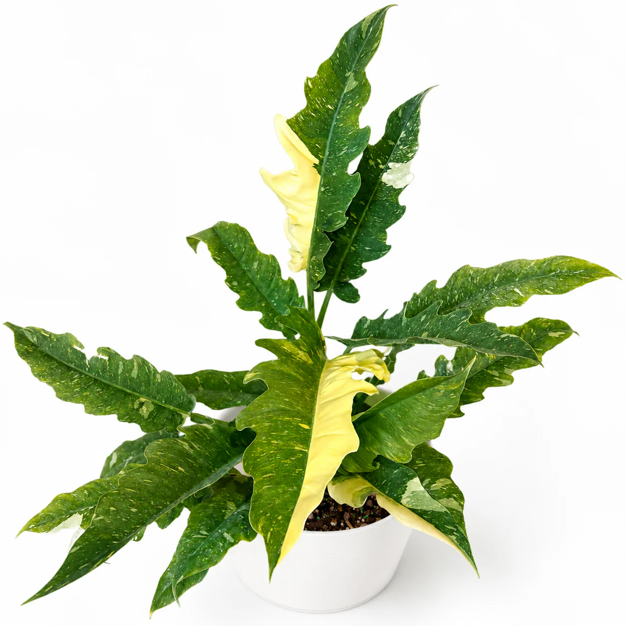 Philodendron 'Ring of Fire'