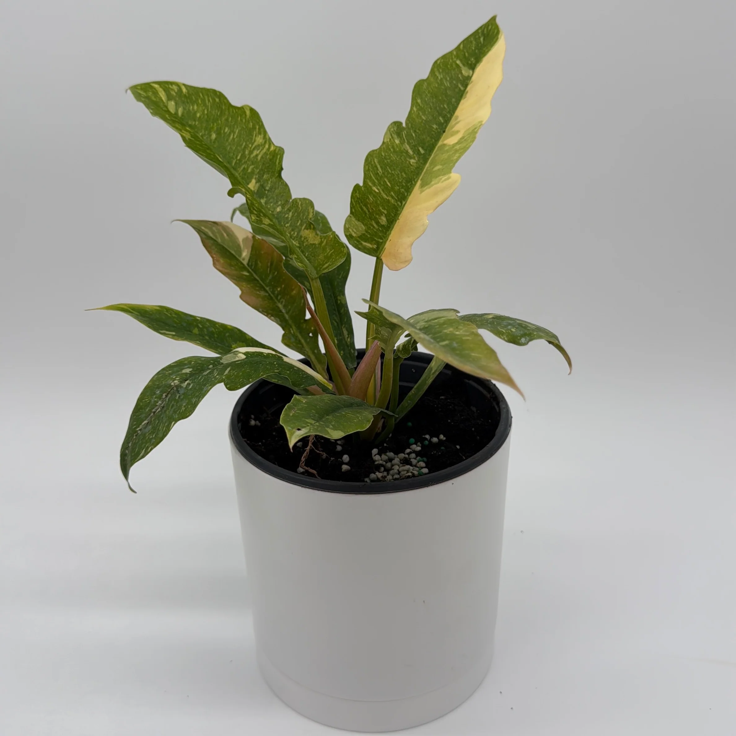 Philodendron 'Ring of Fire' - Image 3