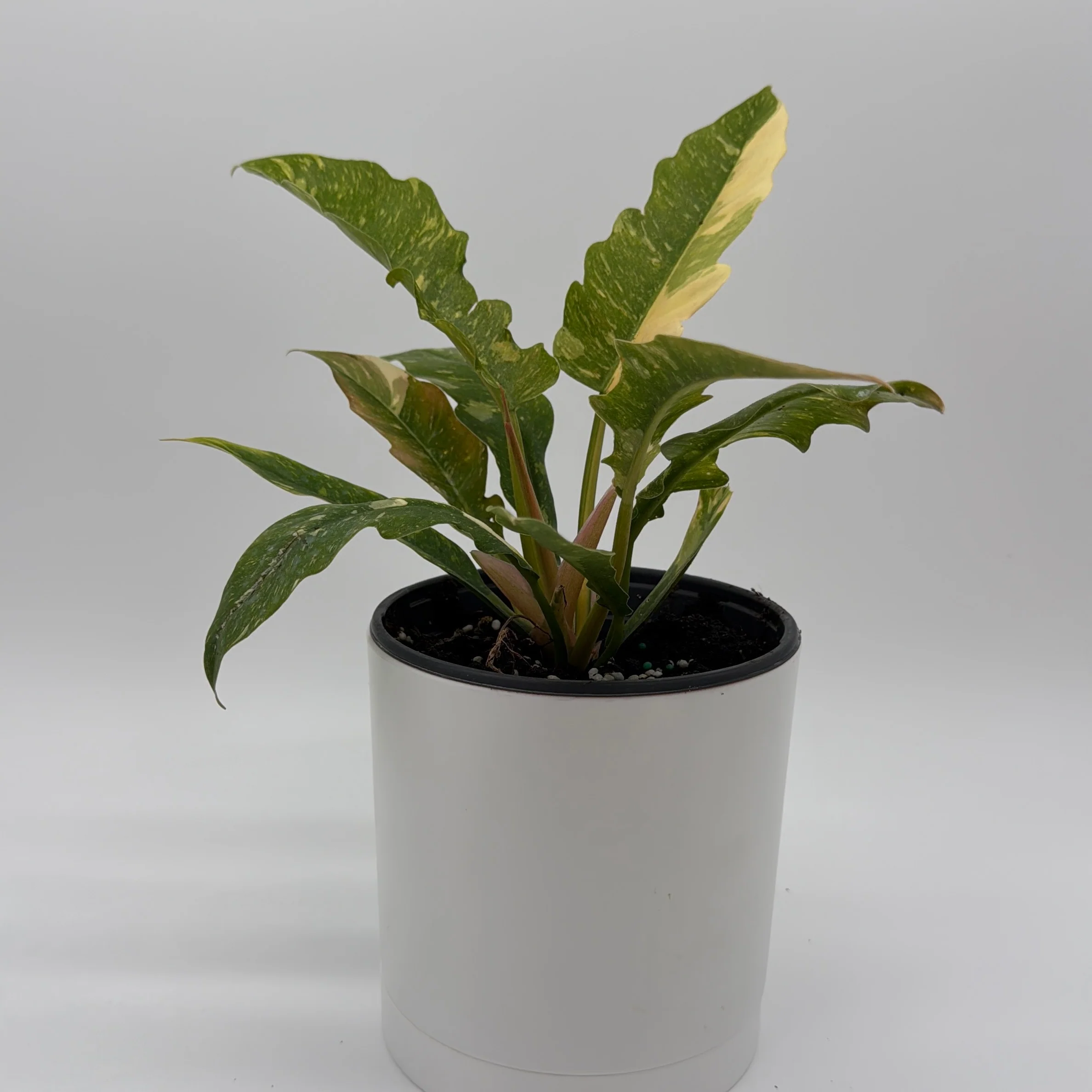 Philodendron 'Ring of Fire' - Image 4