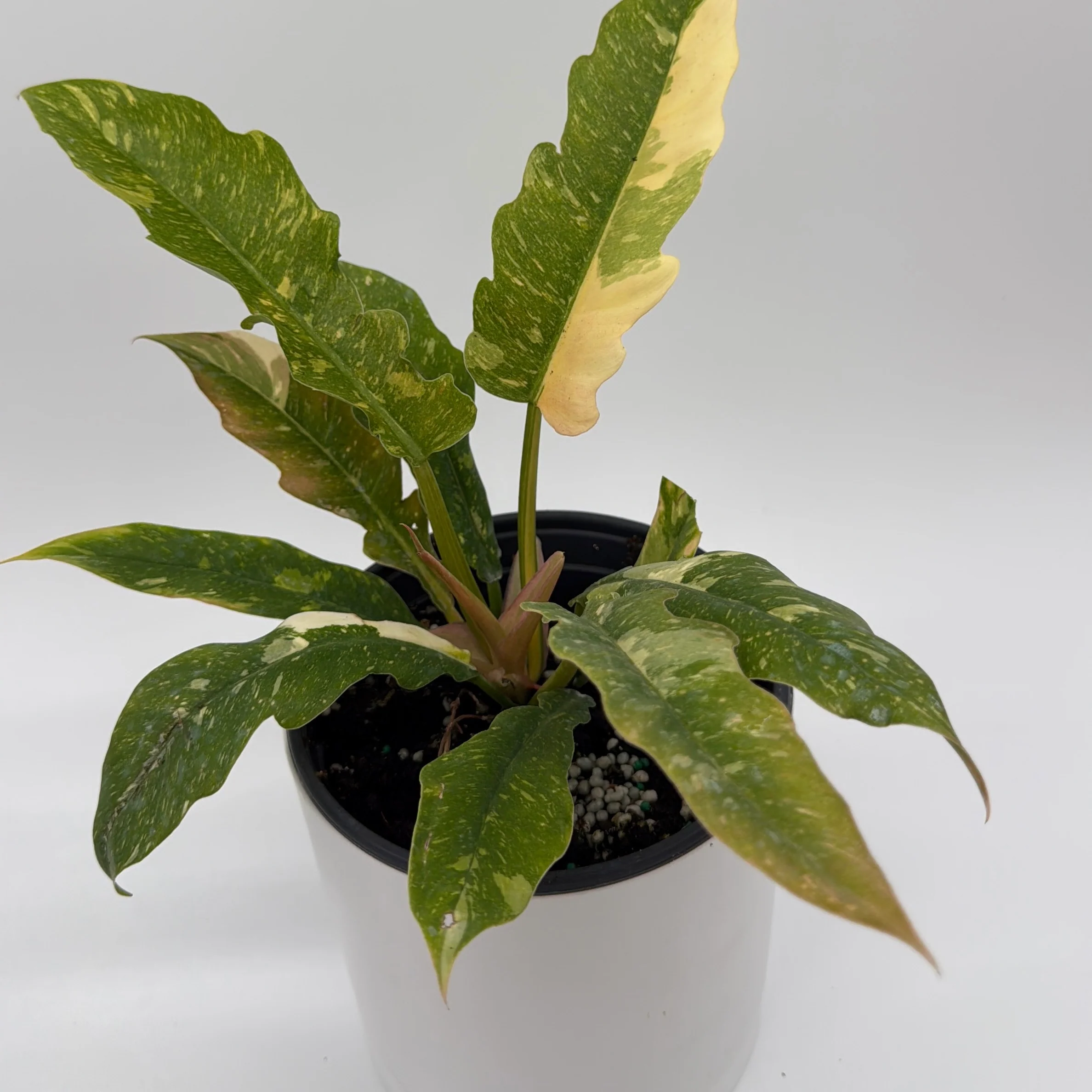 Philodendron 'Ring of Fire' - Image 5