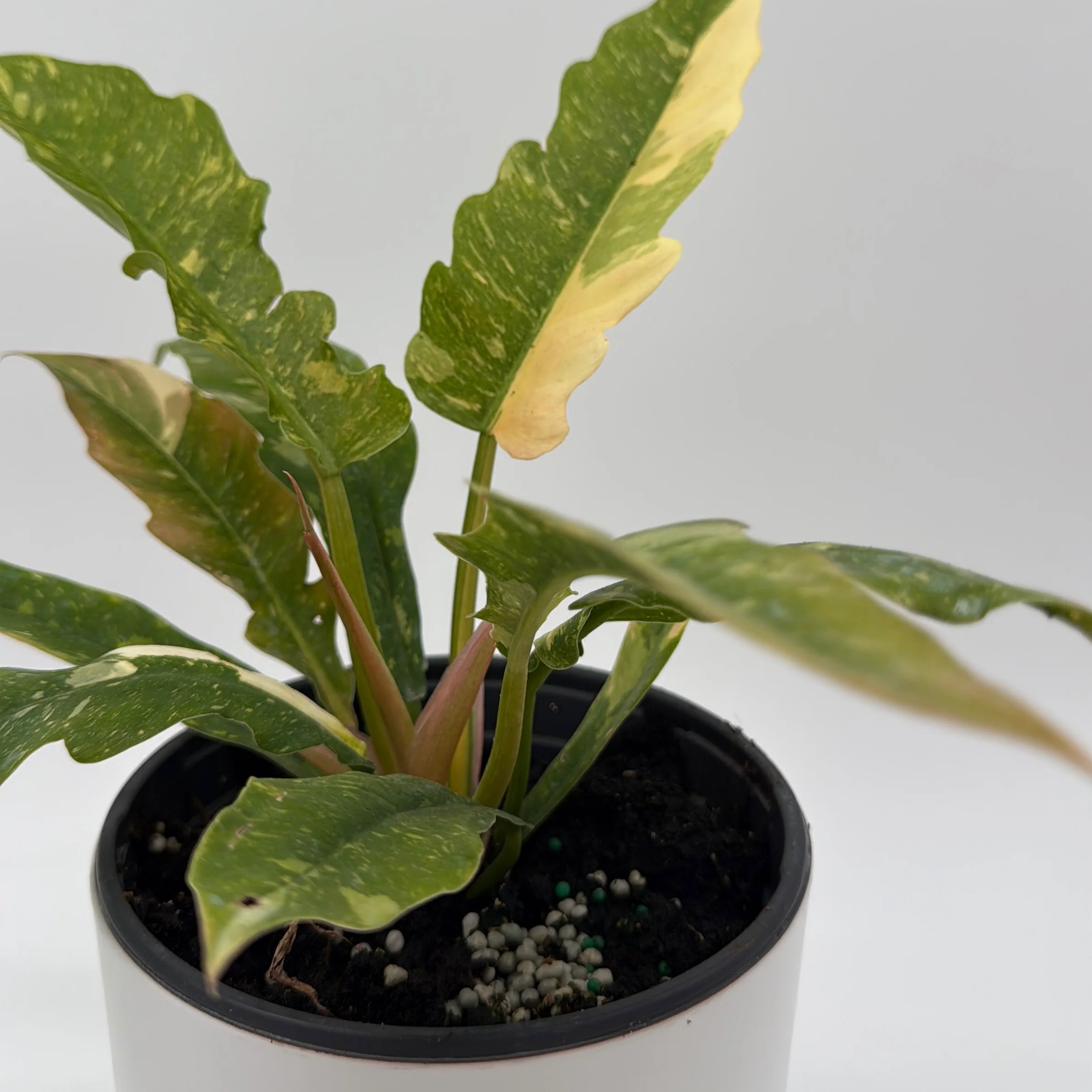 Philodendron 'Ring of Fire' - Image 6