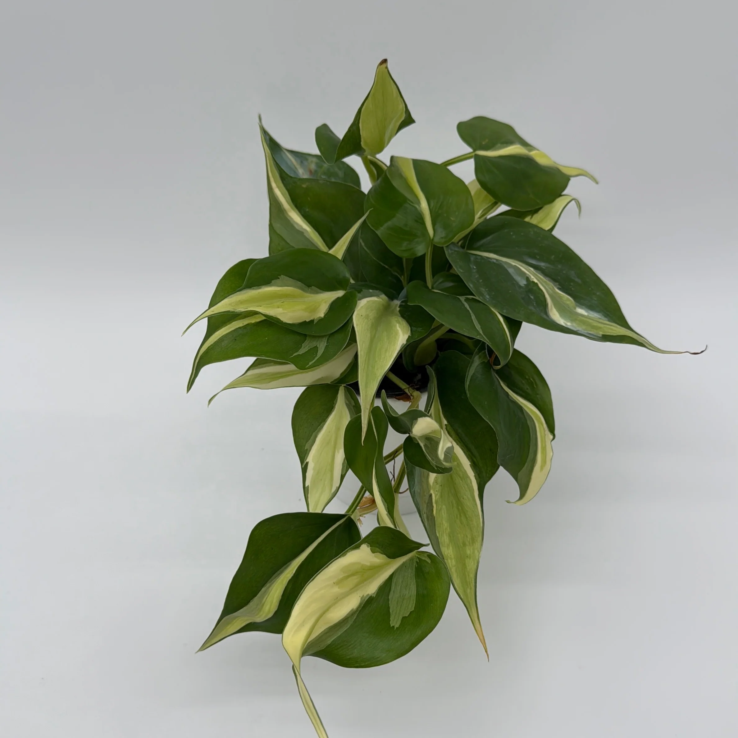 Philodendron Rio - Image 3