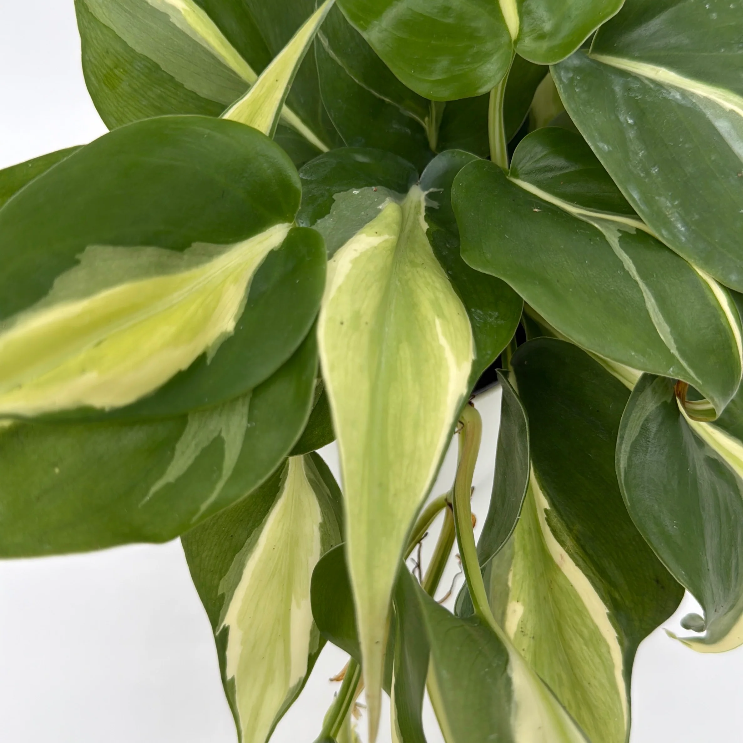 Philodendron Rio - Image 4