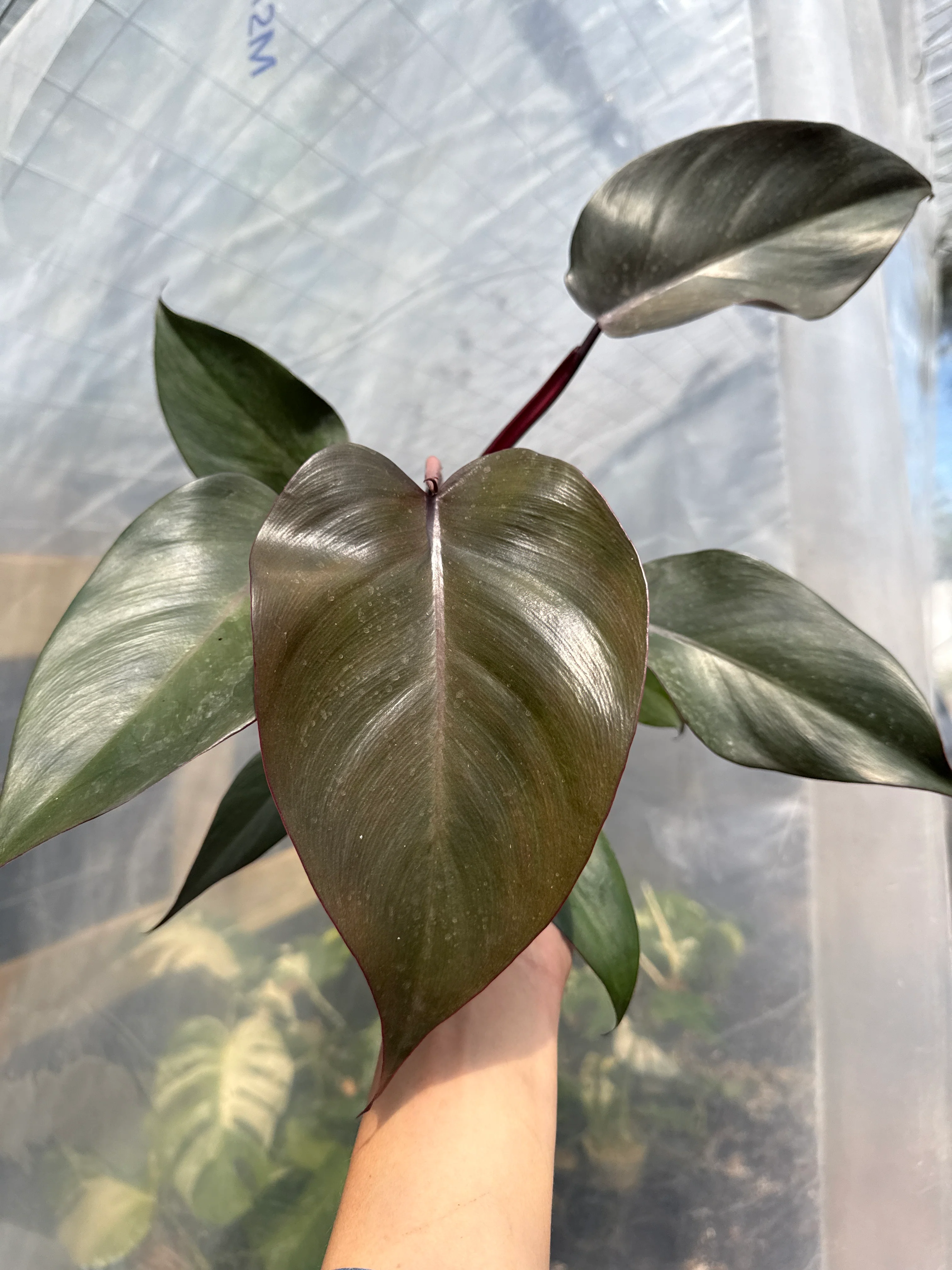 Philodendron Royal Queen - Image 2