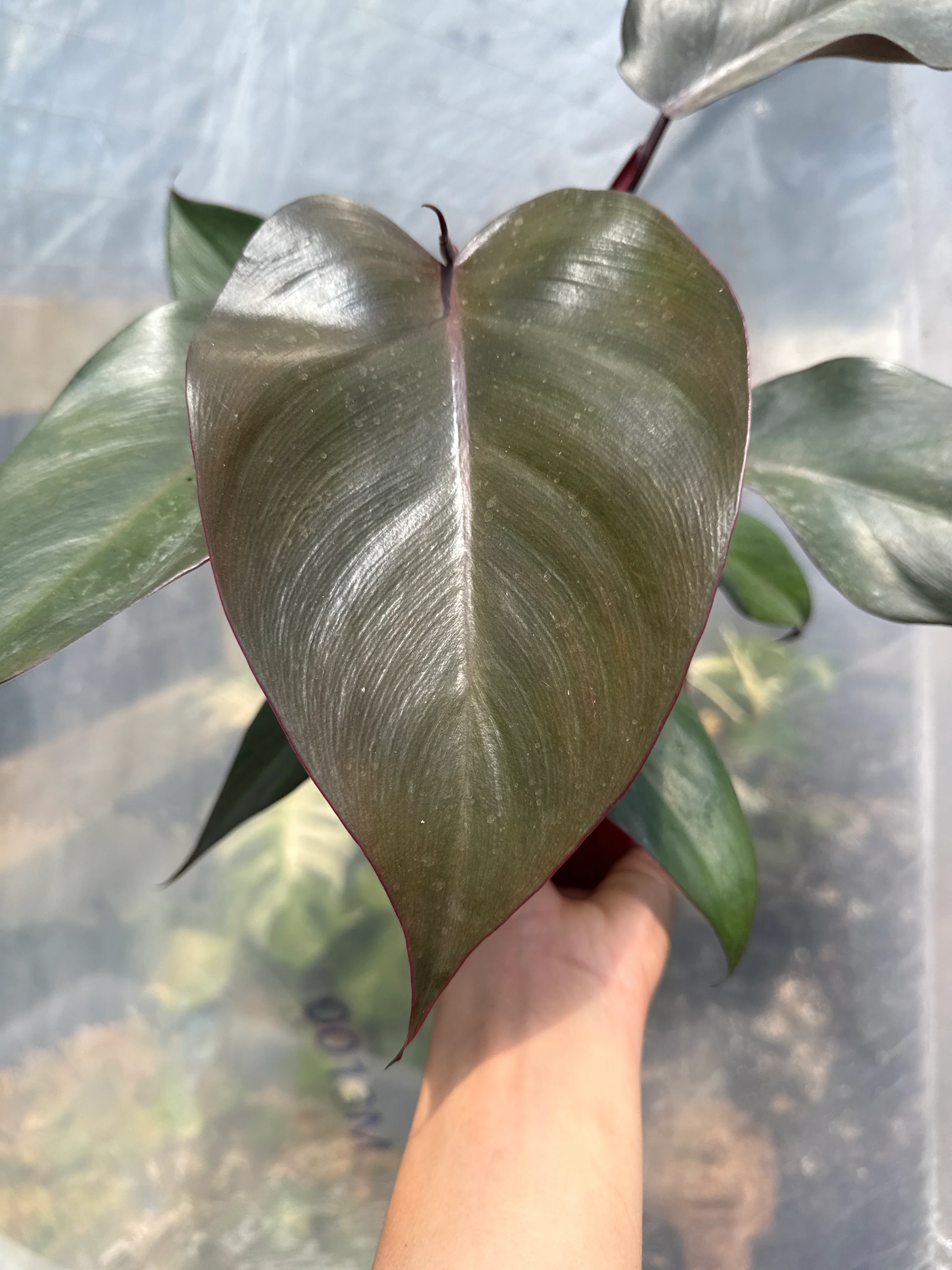 Philodendron Royal Queen - Image 3