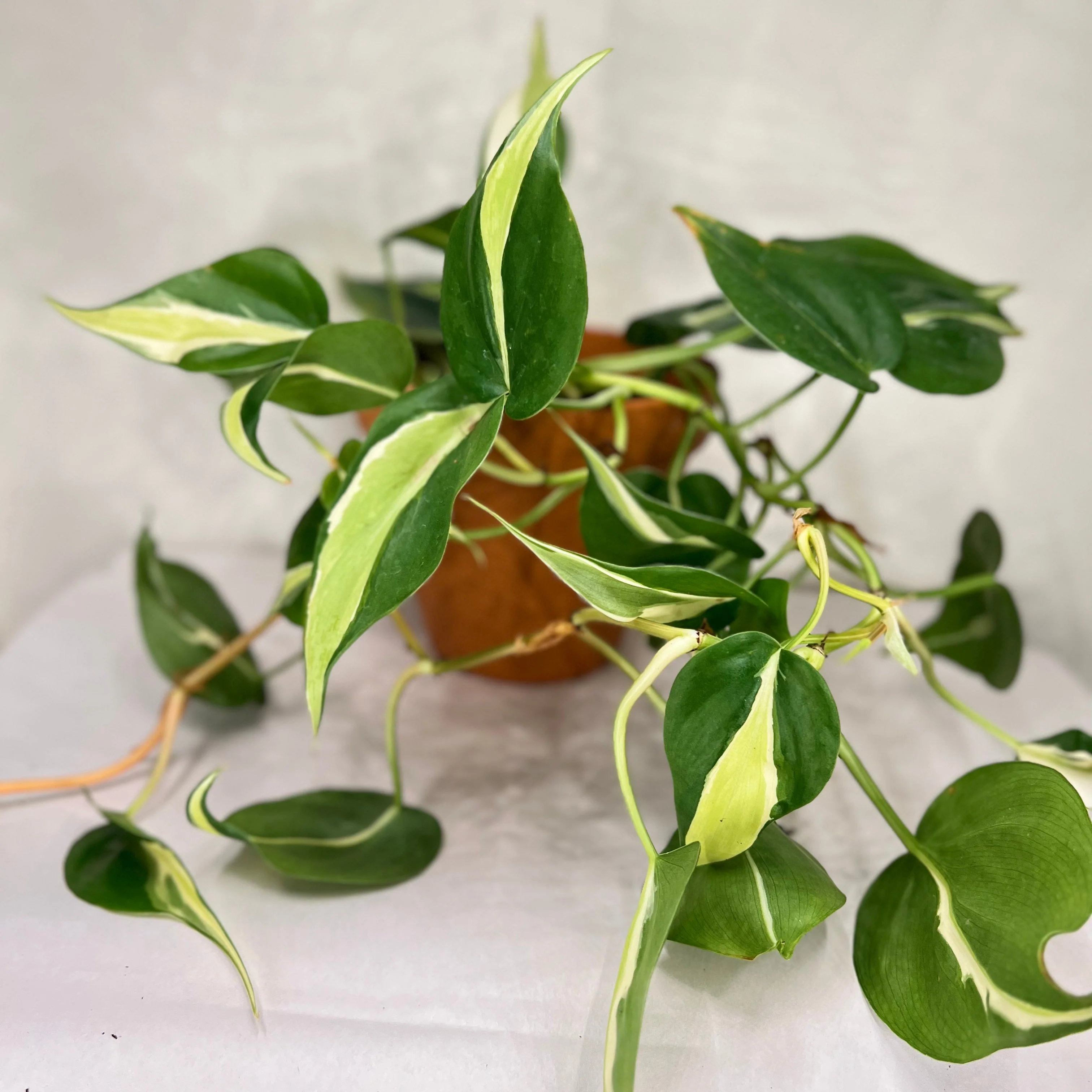 Philodendron Silver Stripe - Image 2