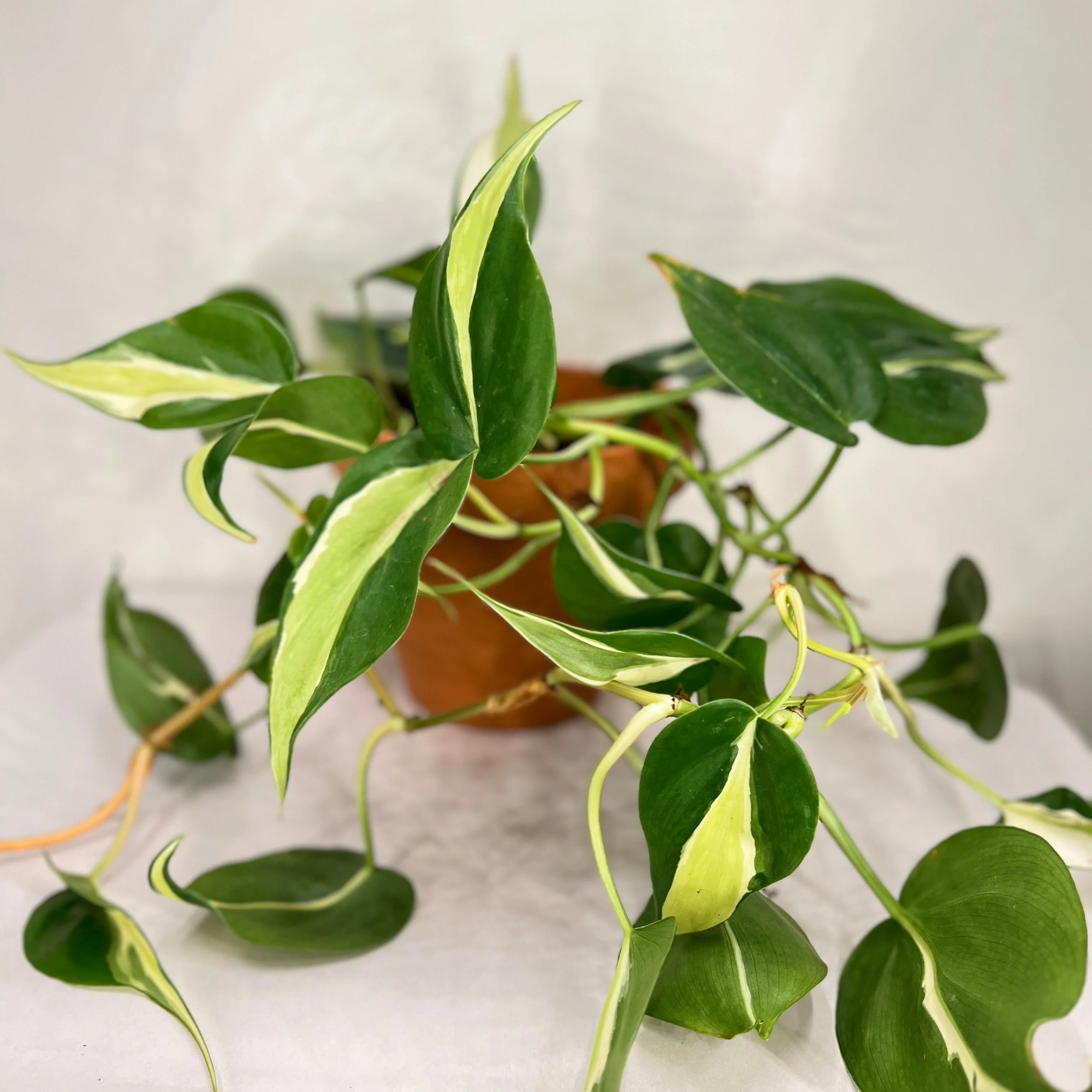 Philodendron Silver Stripe - Image 3