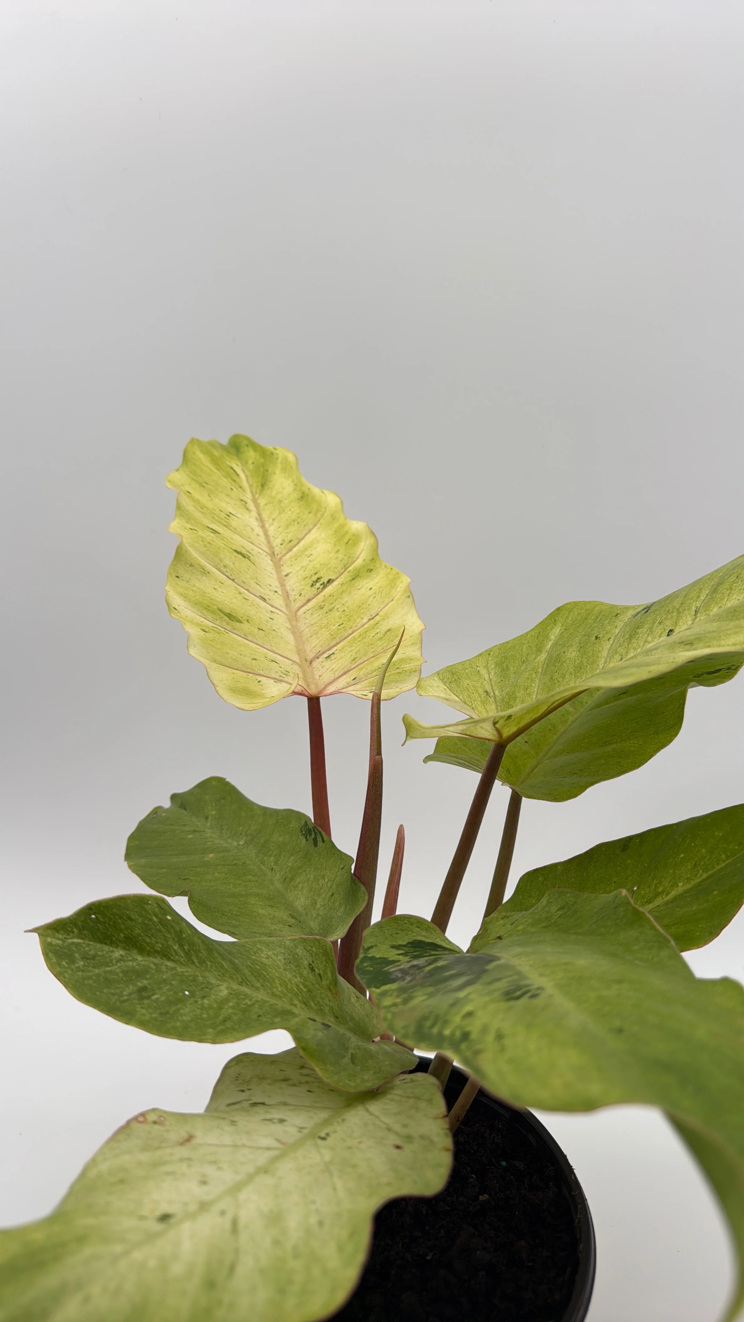 Philodendron Snowdrift - Image 2