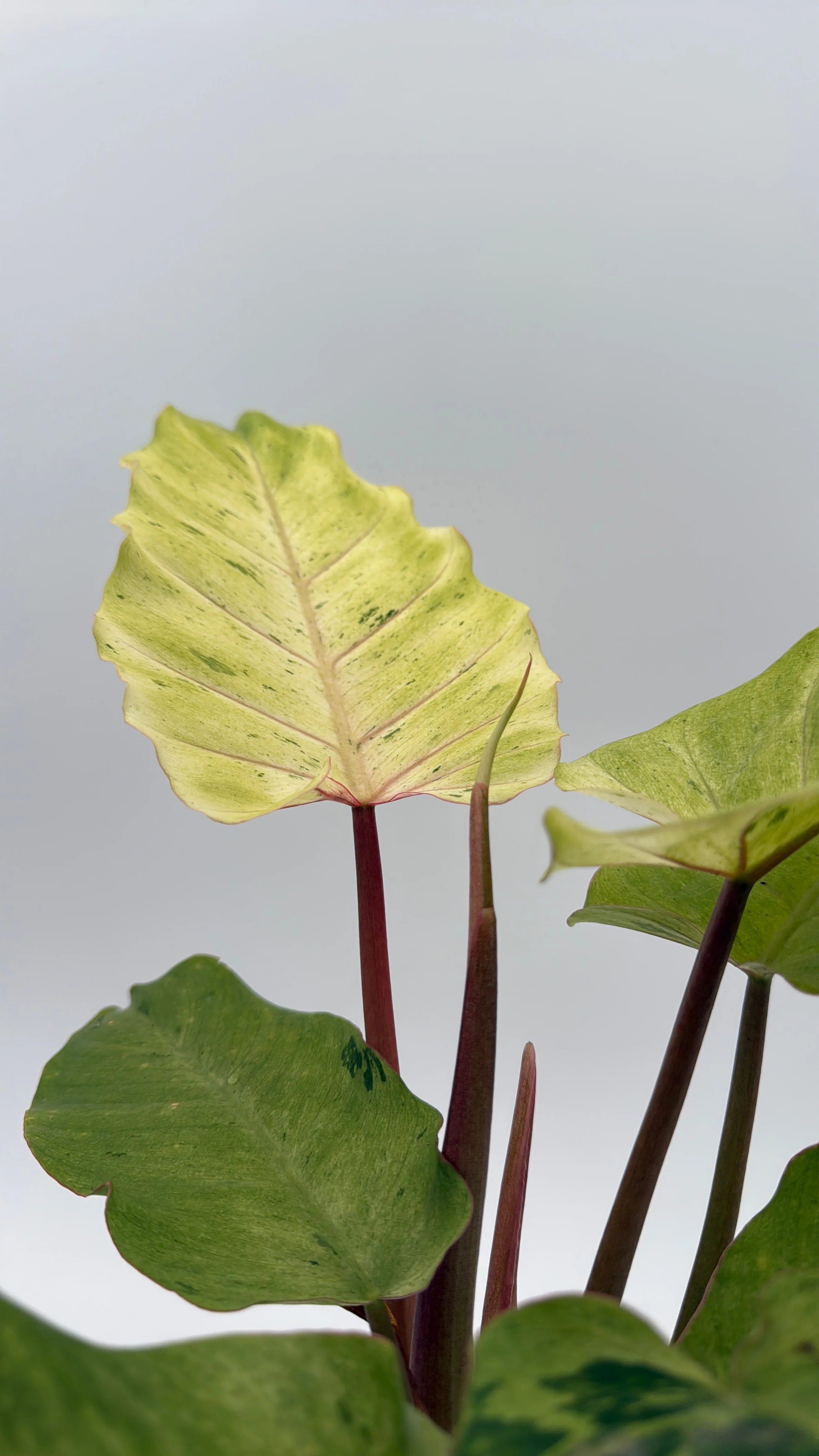 Philodendron Snowdrift - Image 3