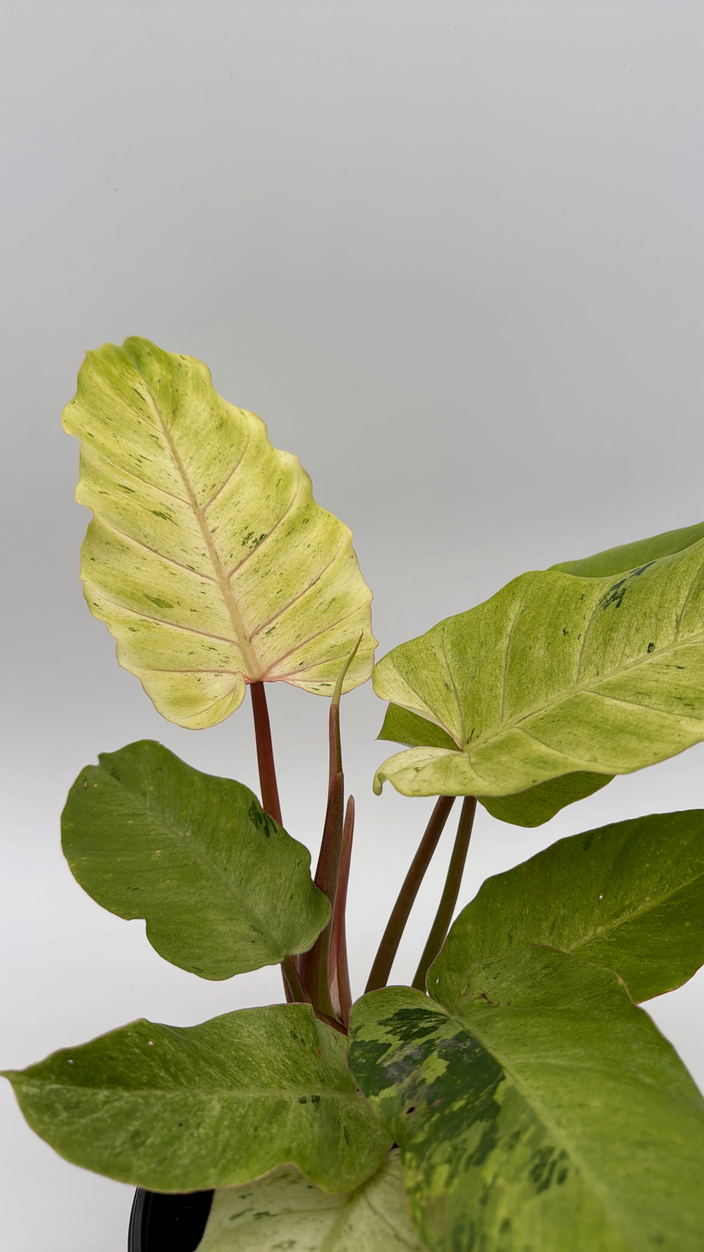 Philodendron Snowdrift - Image 4