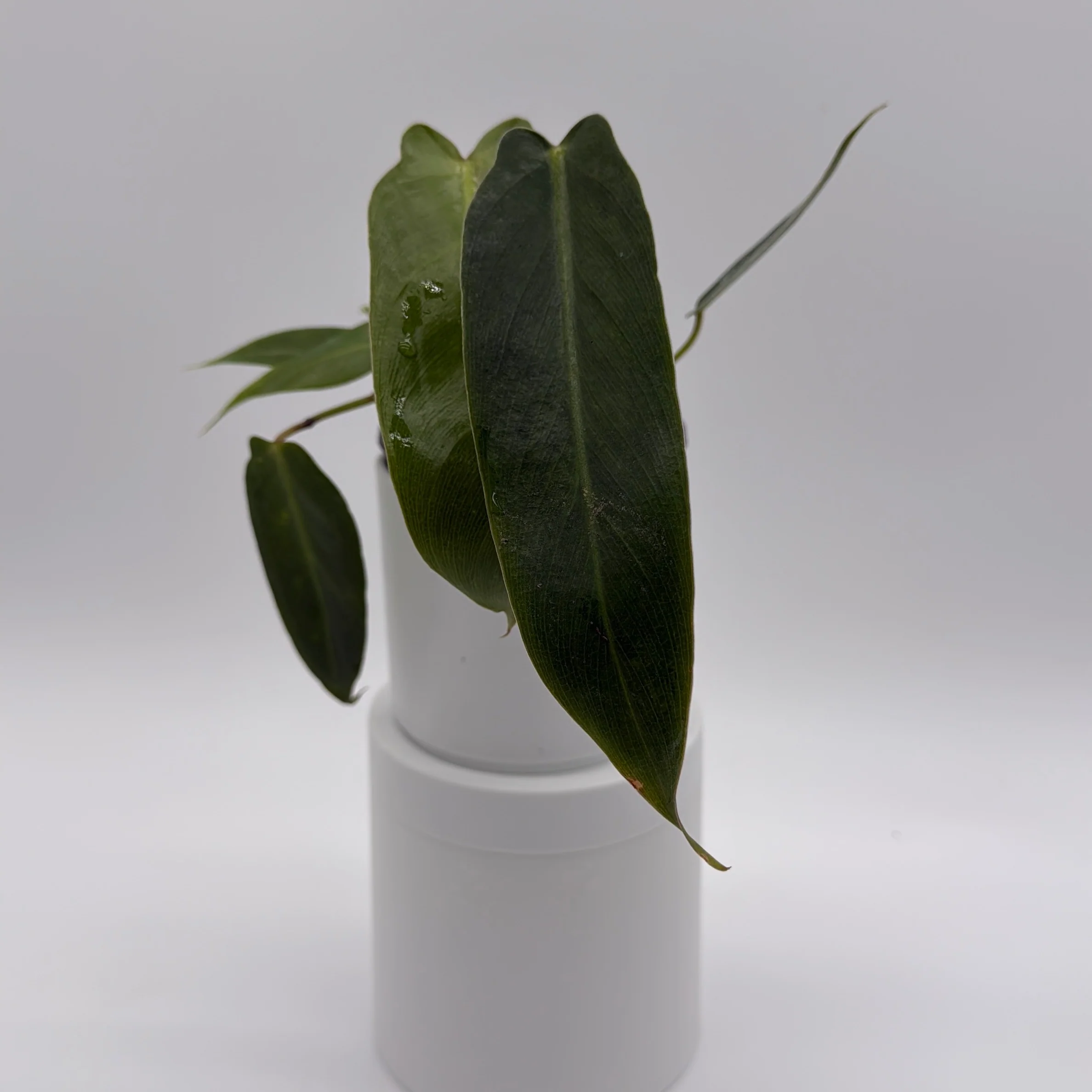 Philodendron Spiritus Sancti - Image 2