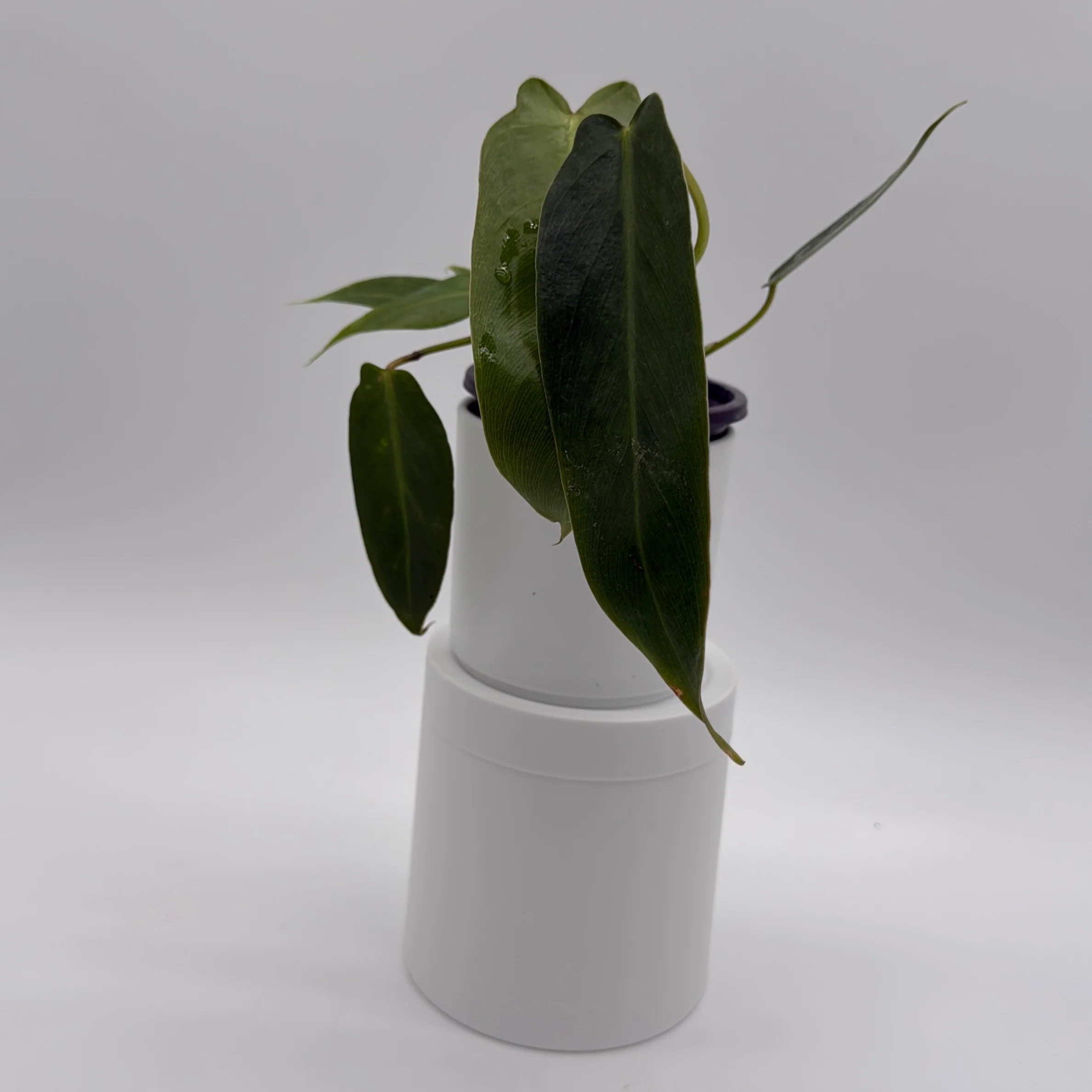 Philodendron Spiritus Sancti - Image 3