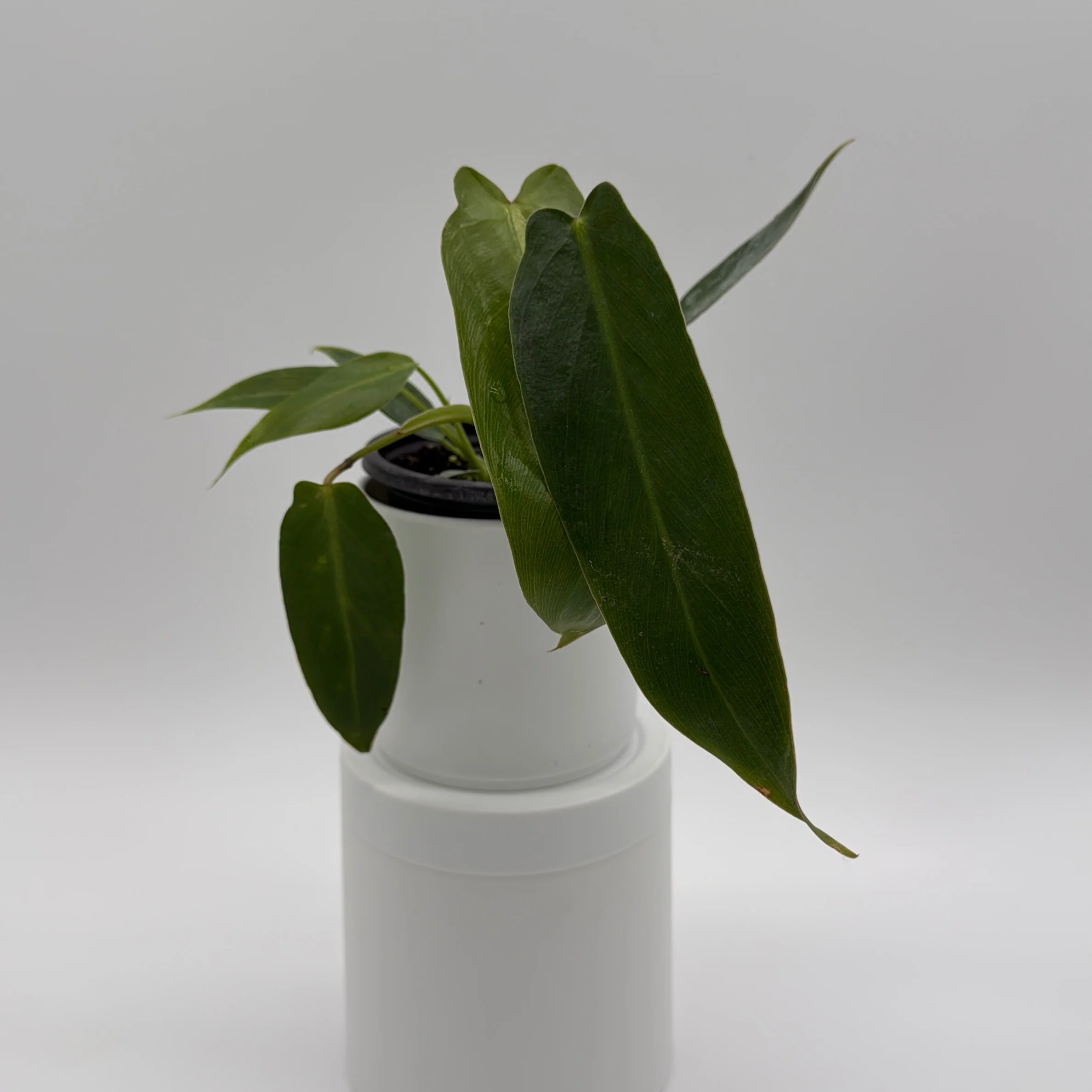 Philodendron Spiritus Sancti - Image 4