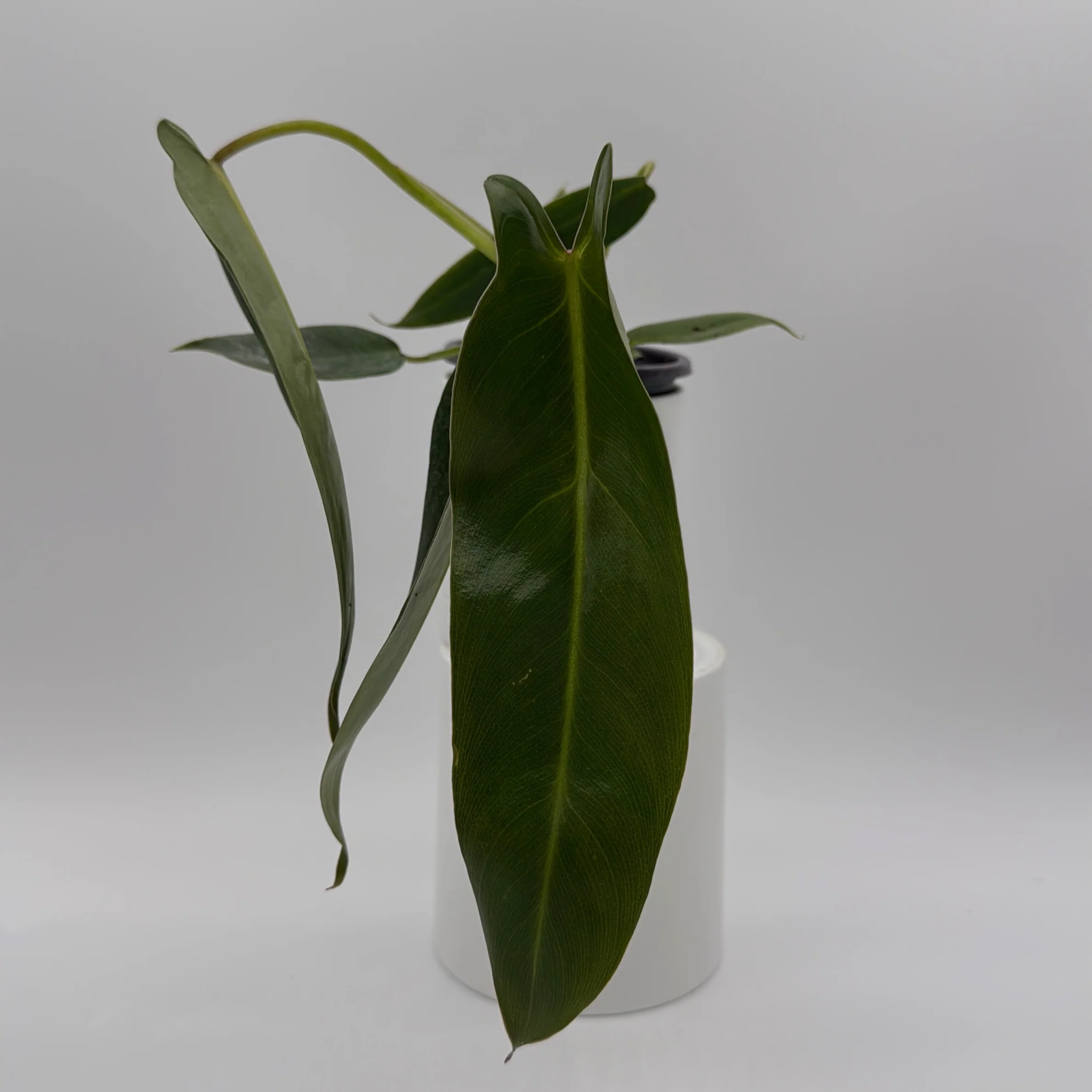 Philodendron Spiritus Sancti - Image 5